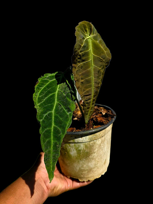 Anthurium sp. 'Andinum Lattice Crispus' Metamorphosis Phenotype (EXACT PLANT)