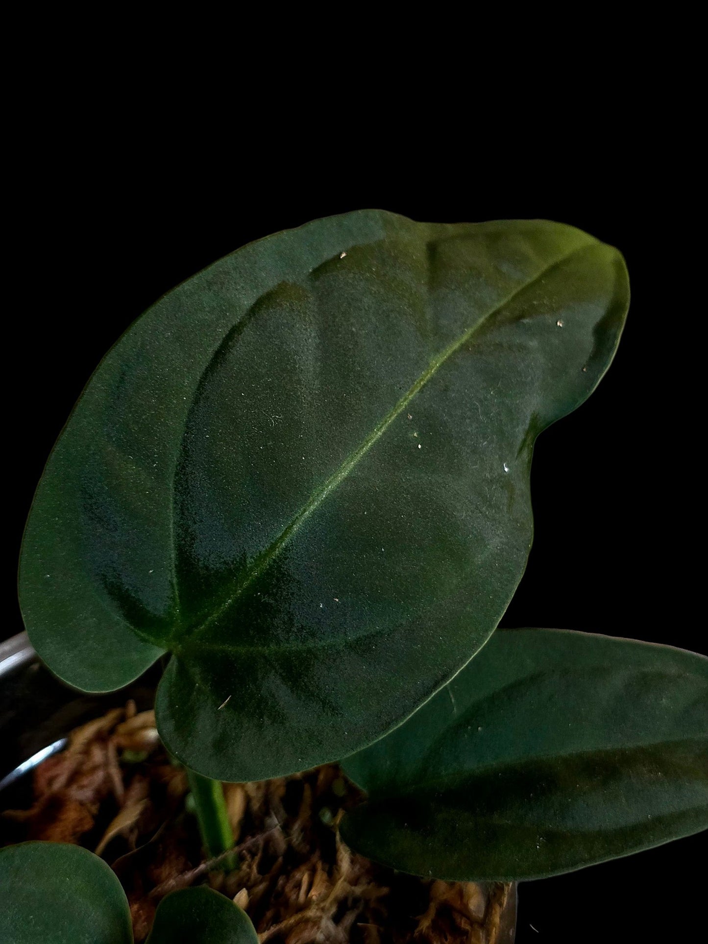 Anthurium Pulcachense Dark (EXACT PLANT)