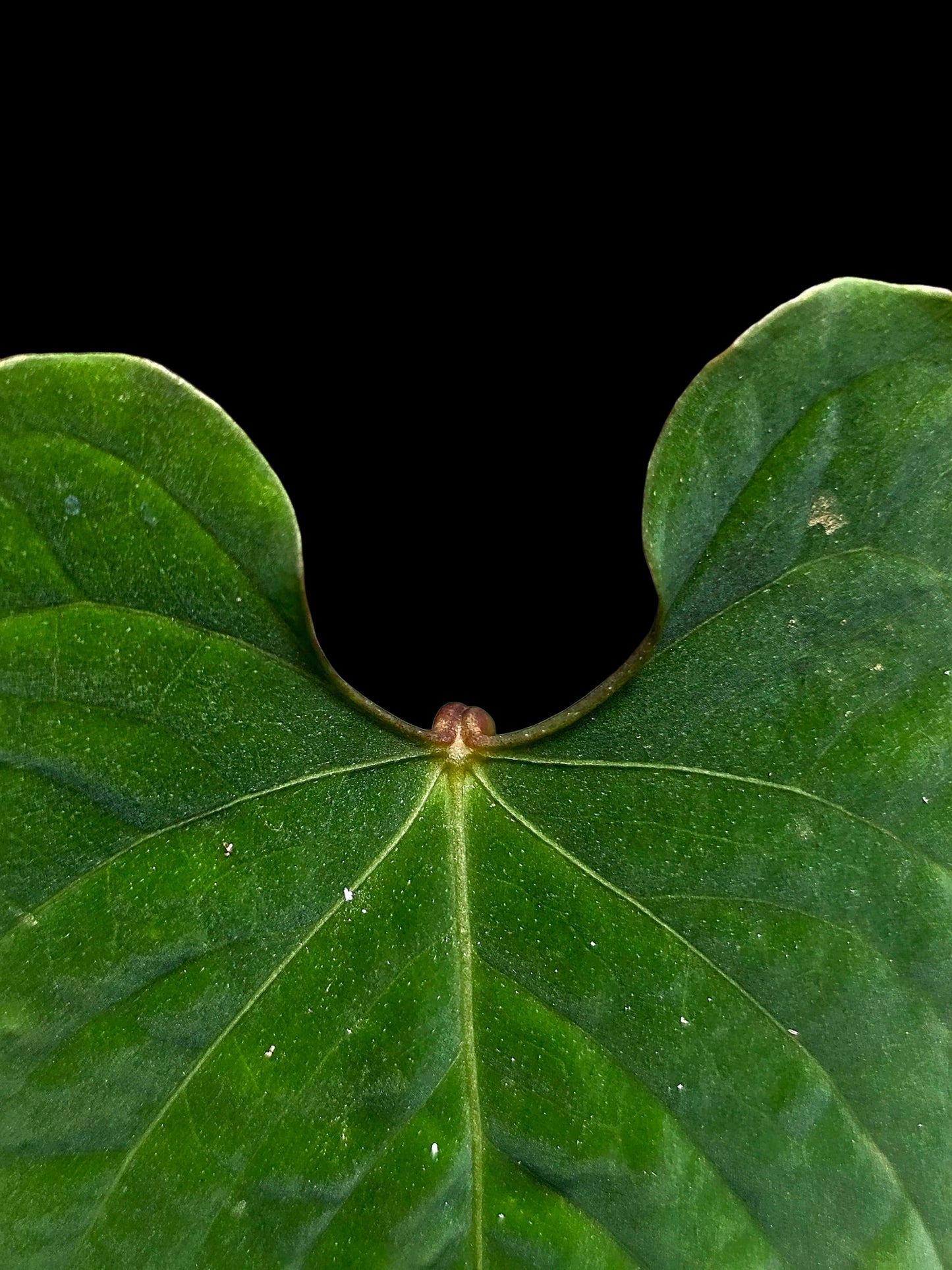 Anthurium sp. 'Purple Velvet' Bullate Leaves (EXACT PLANT)