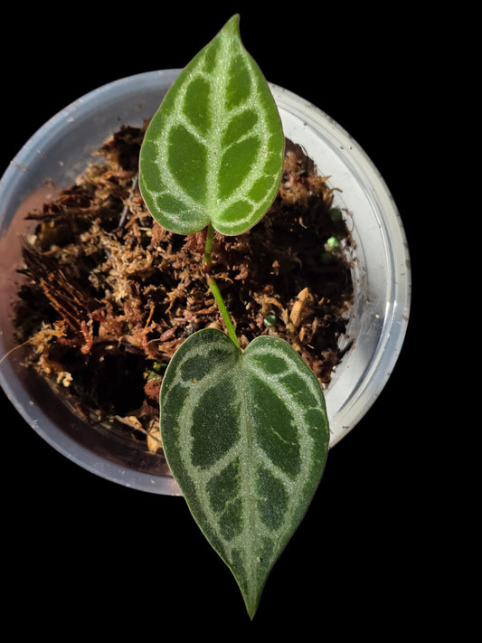 Anthurium Crystallinum 'Silver Blush' (EXACT PLANT) (copia)