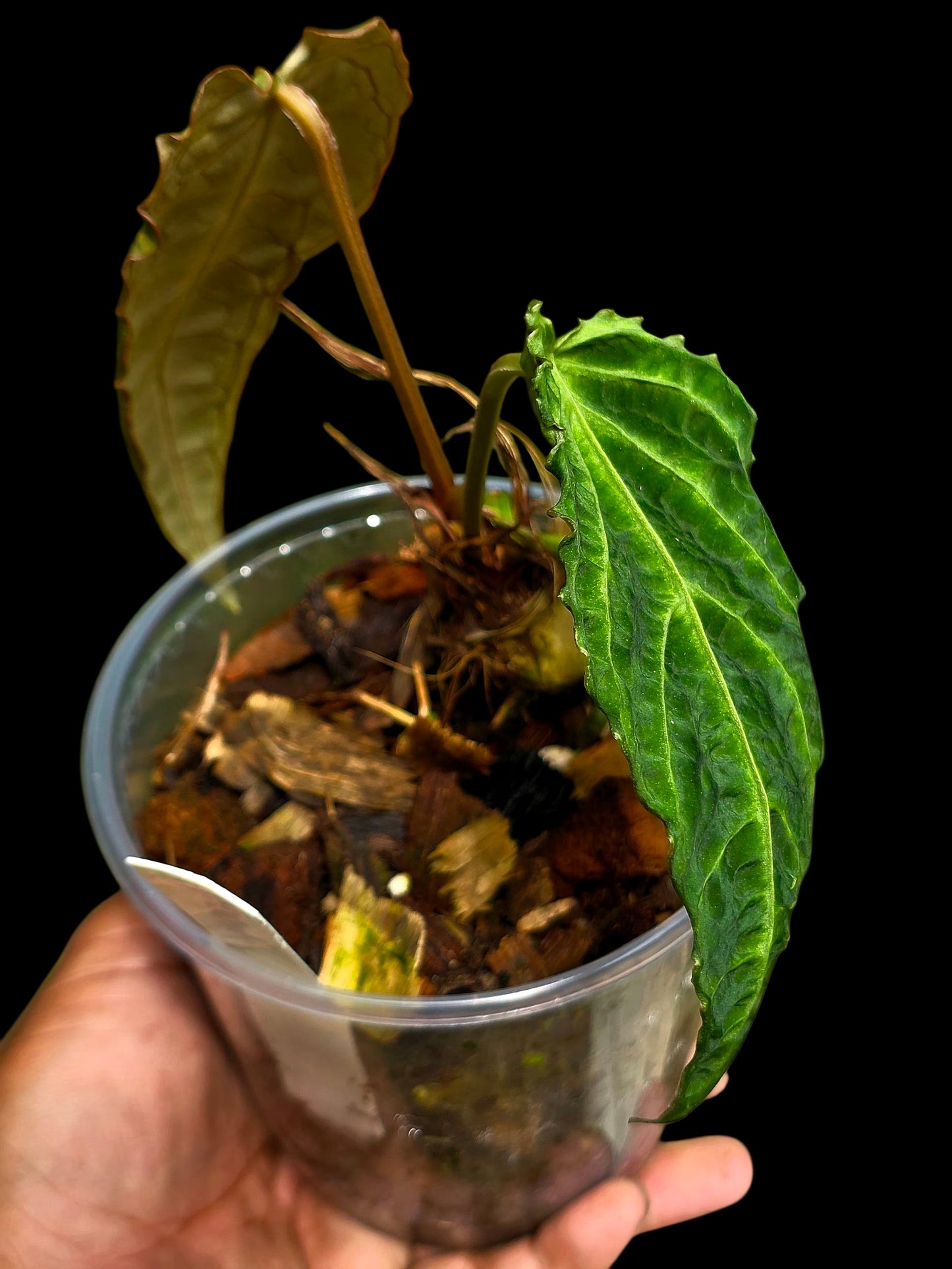 Anthurium sp. 'Andinum Lattice Crispus' Metamorphosis Phenotype (EXACT PLANT)
