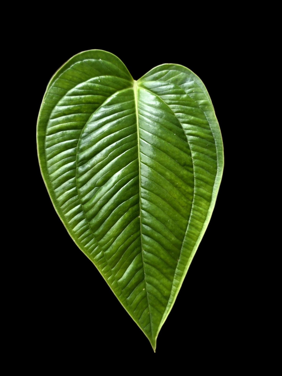Anthurium Gaskinii Croat (EXACT PLANT)