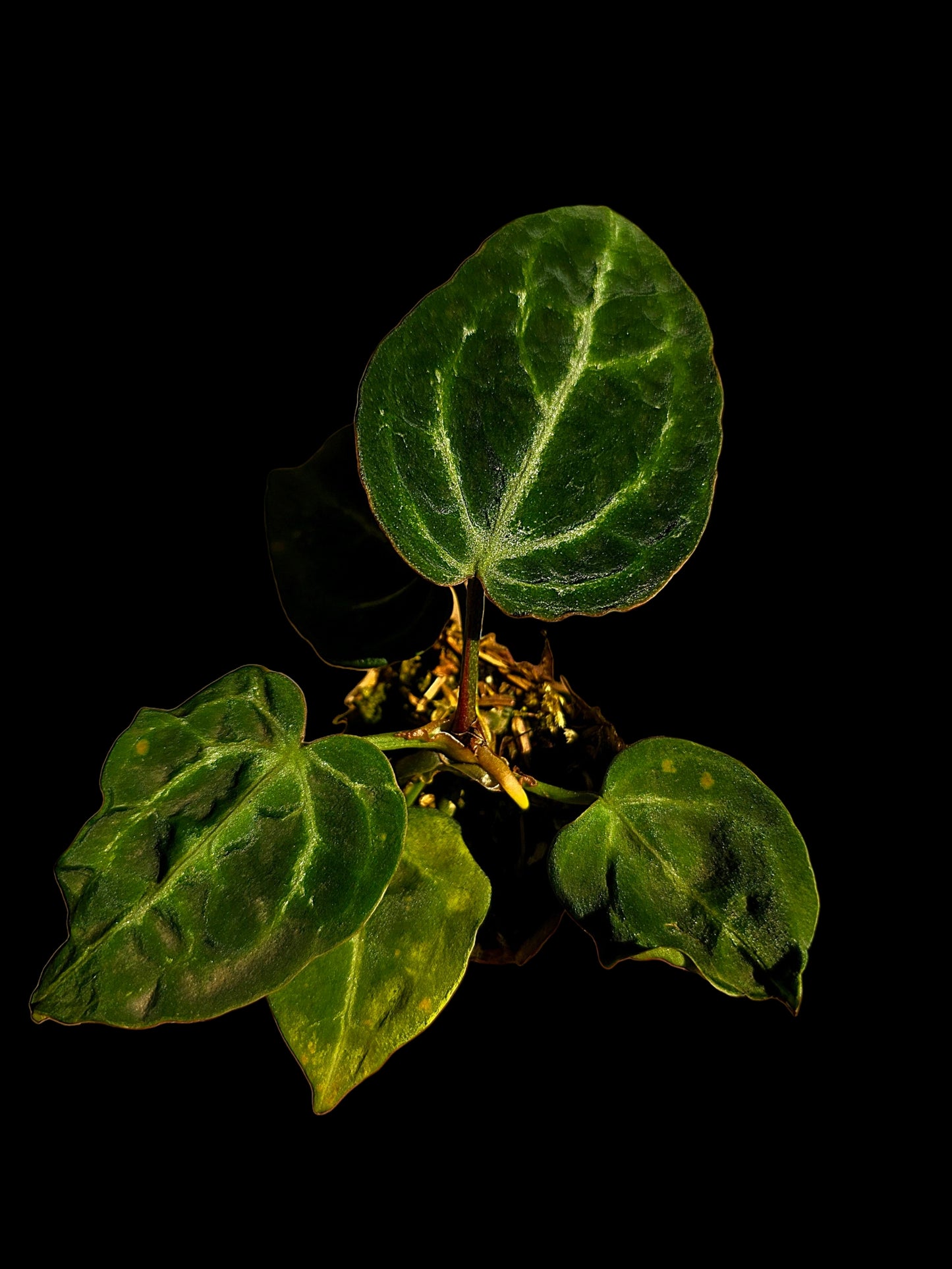 Anthurium sp. 'Amazon Monster Veins' Wild Ecotype (EXACT PLANT)