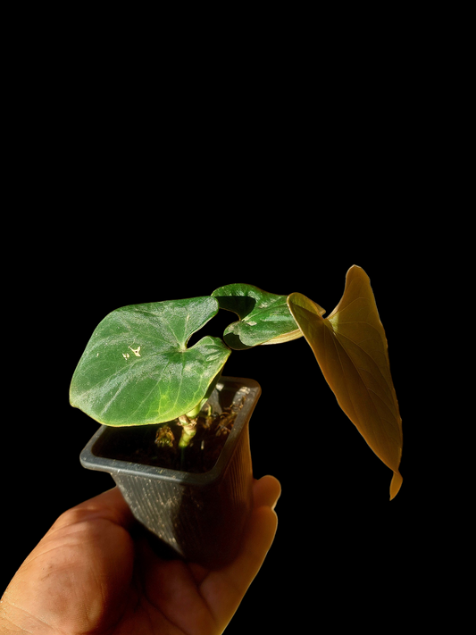 Anthurium sp. 'Huanuco Velvet' Wild Ecotype (EXACT PLANT)