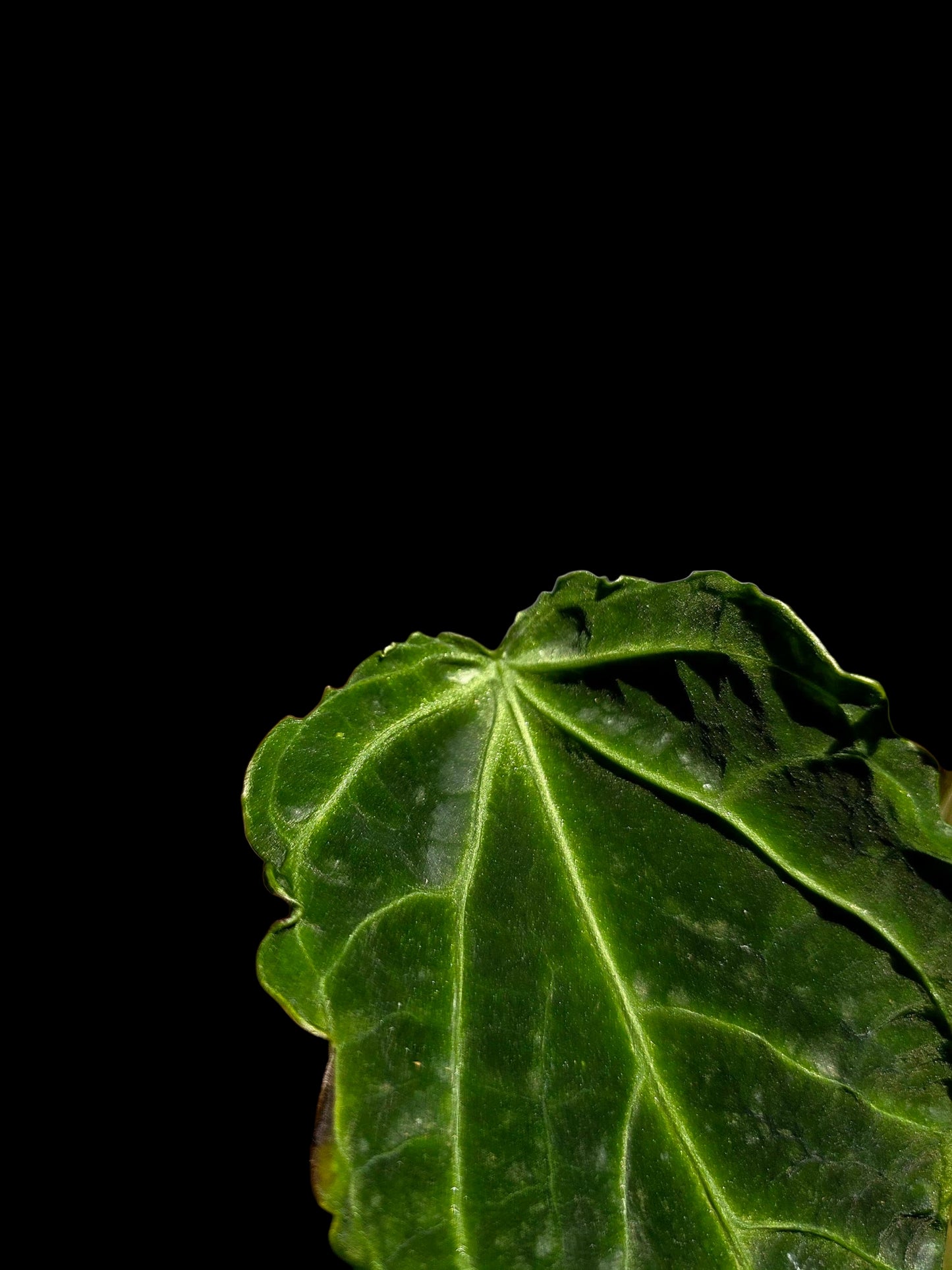 Anthurium sp. 'Andinum Lattice Crispus' Metamorphosis Phenotype (EXACT PLANT)