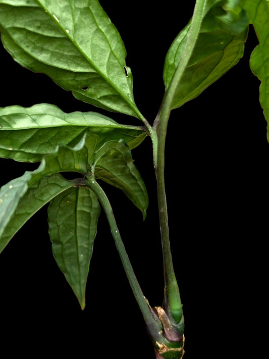 Anthurium sp. 'Abiseo Silver Fingers' (EXACT PLANT)