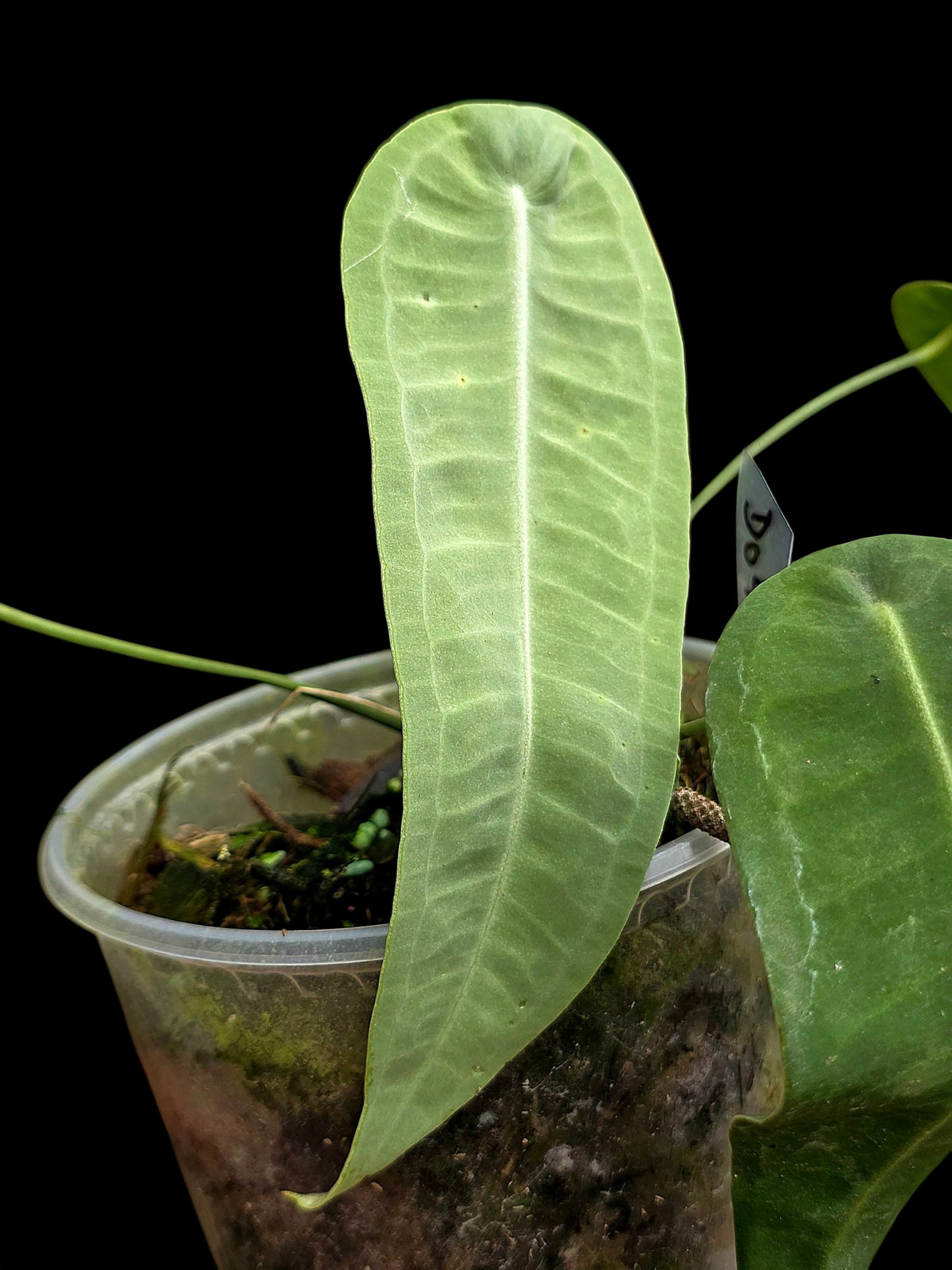 Anthurium sp. 'Little Ghost' Wild Ecotype with (EXACT PLANT)