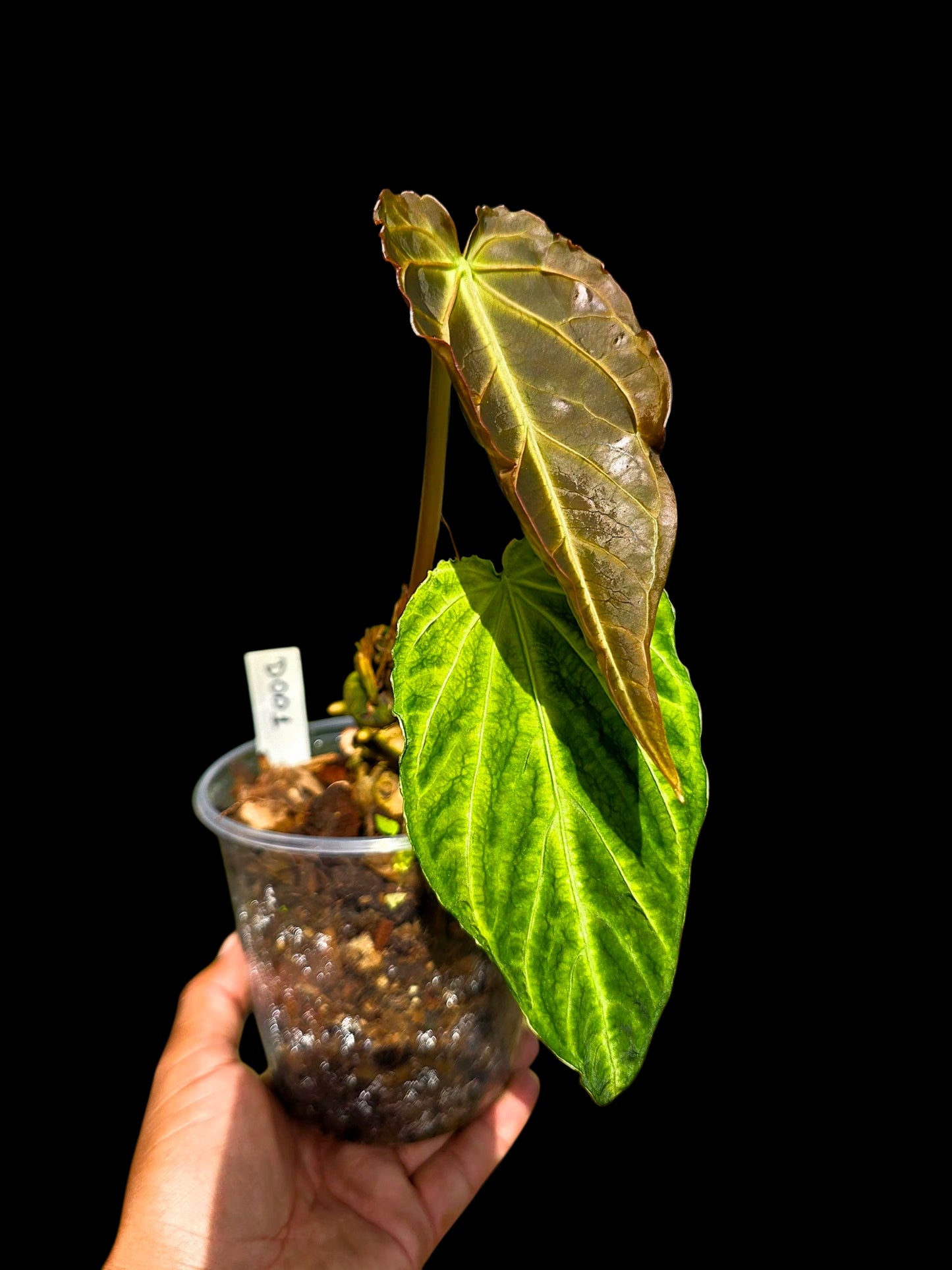 Anthurium sp. 'Andinum Lattice Crispus' Metamorphosis Phenotype (EXACT PLANT)