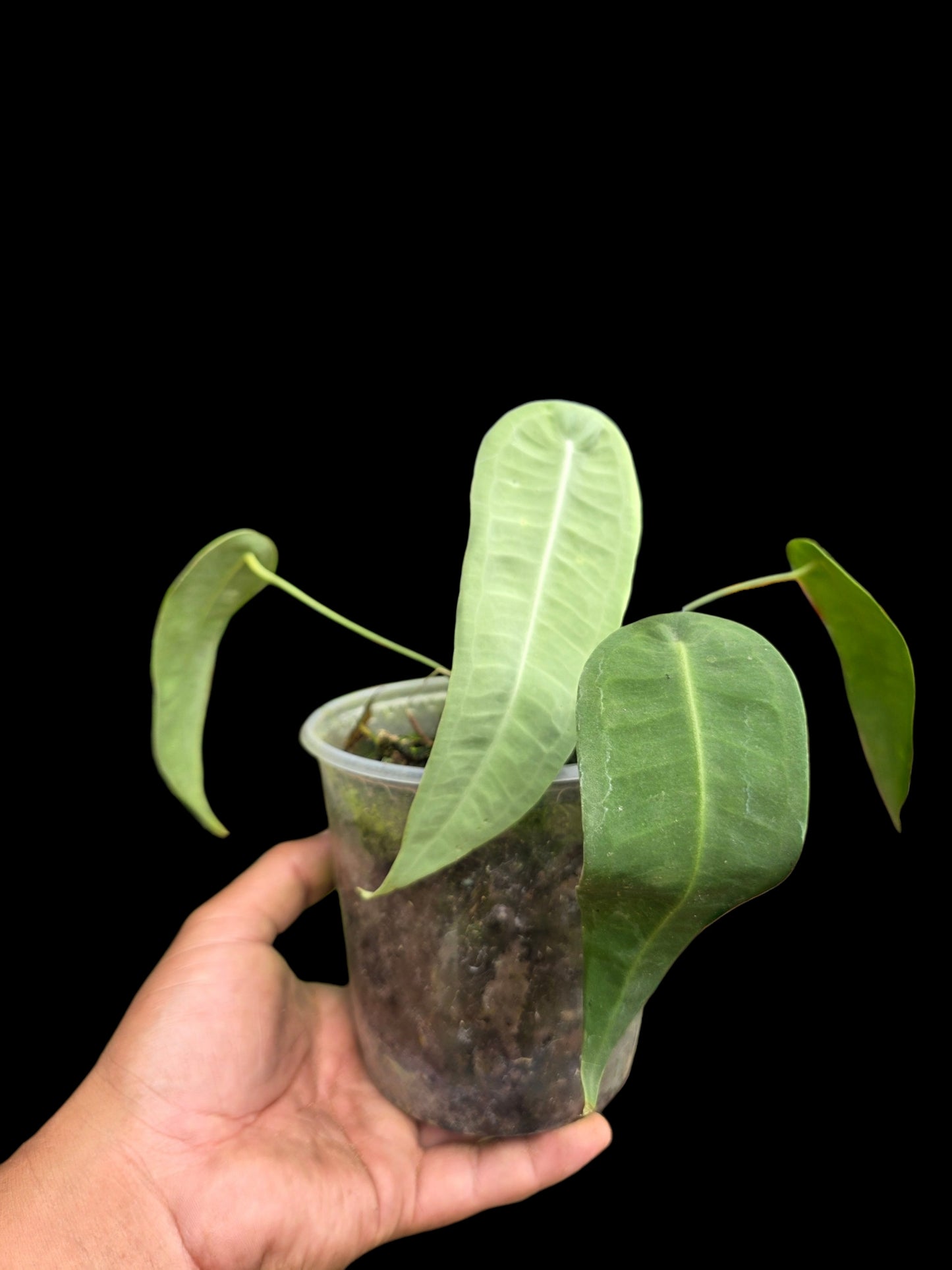 Anthurium sp. 'Little Ghost' Wild Ecotype with (EXACT PLANT)