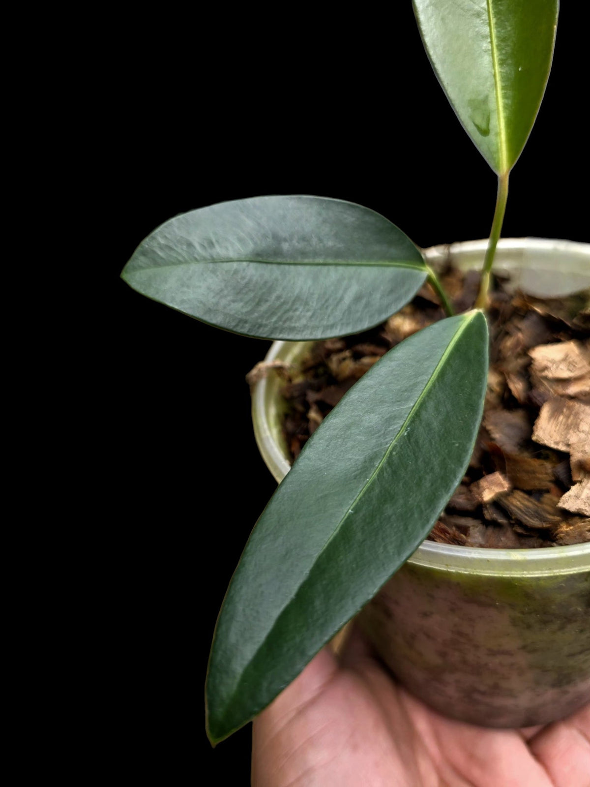 Anthurium sp. 'El Pongo' (EXACT PLANT)