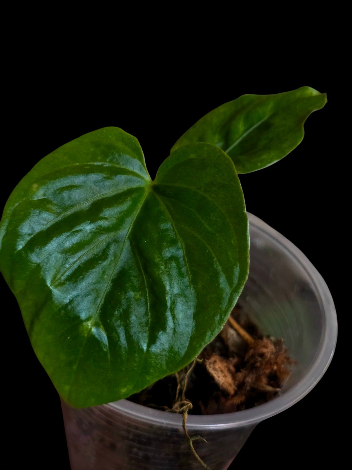 Anthurium Debilis  (EXACT PLANT)