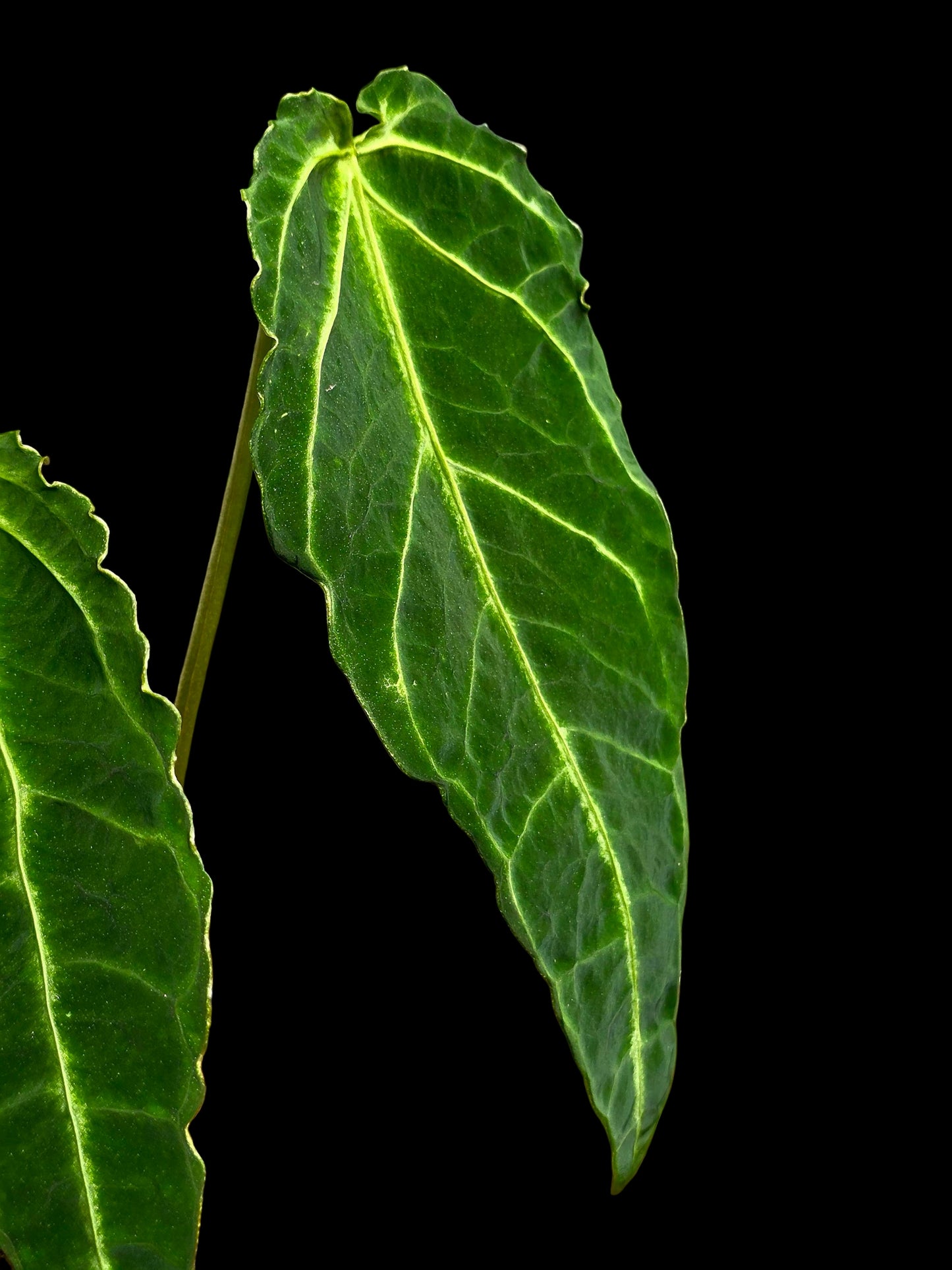Anthurium sp. 'Andinum Lattice Crispus' Metamorphosis Phenotype (EXACT PLANT)