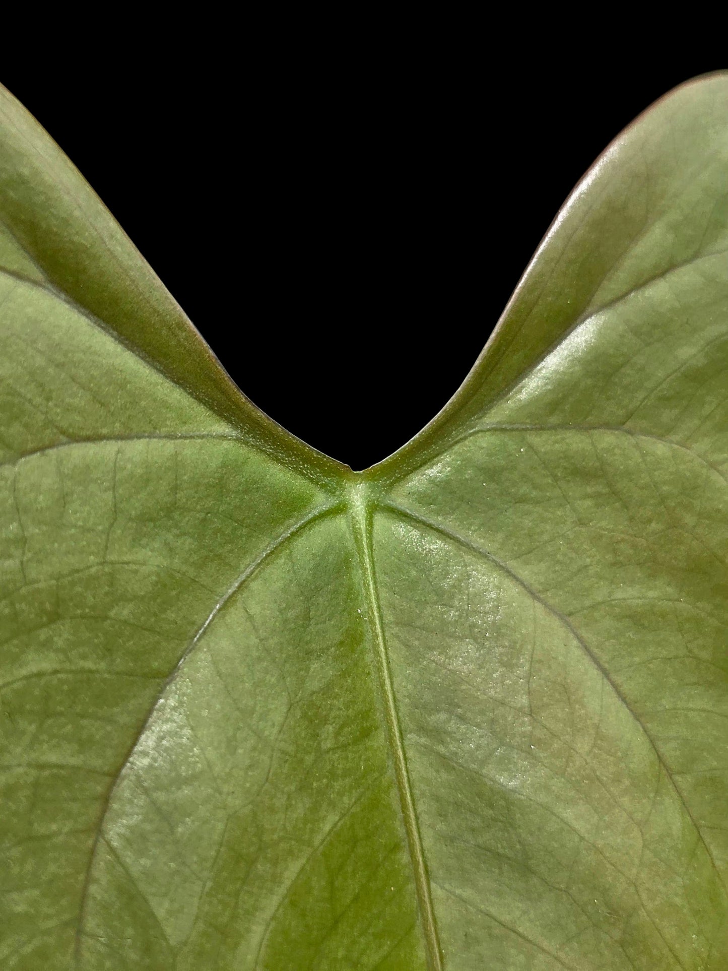 Anthurium sp. 'Shapaja Silver' Wild Ecotype (EXACT PLANT)