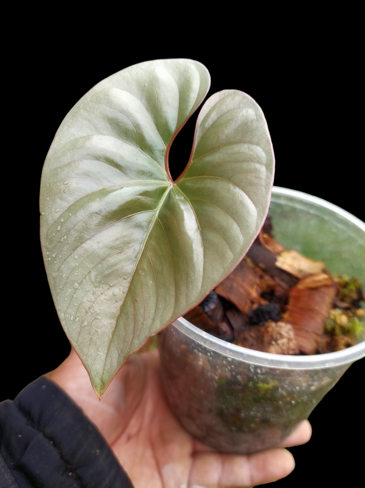 Anthurium sp. "Silver Peru" Rose Gold (EXACT PLANT)