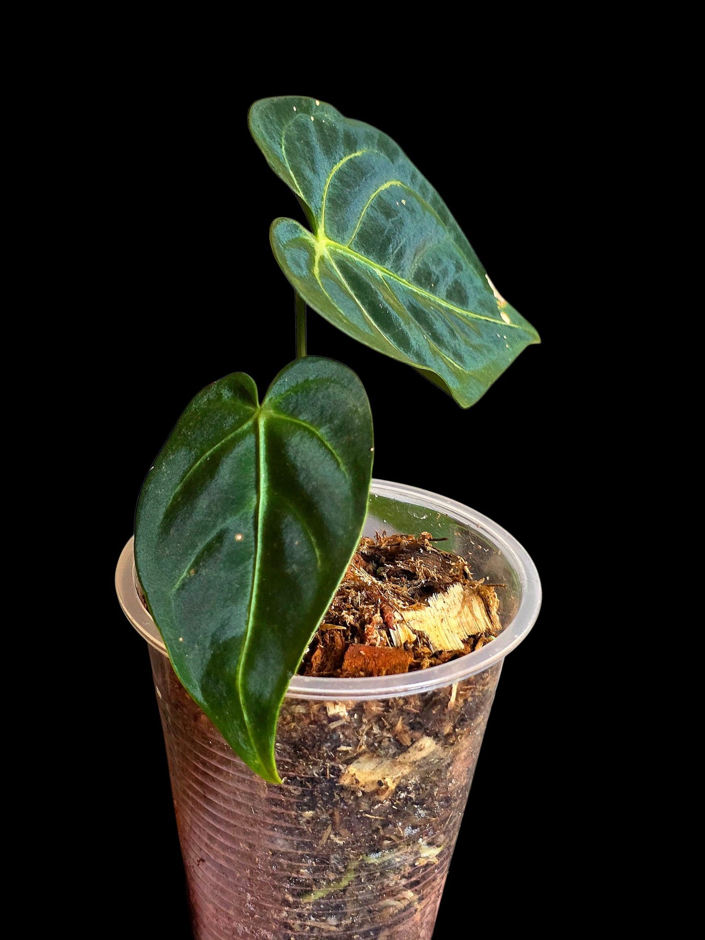 Anthurium Regale 'Blue Velvet' (EXACT PLANT)