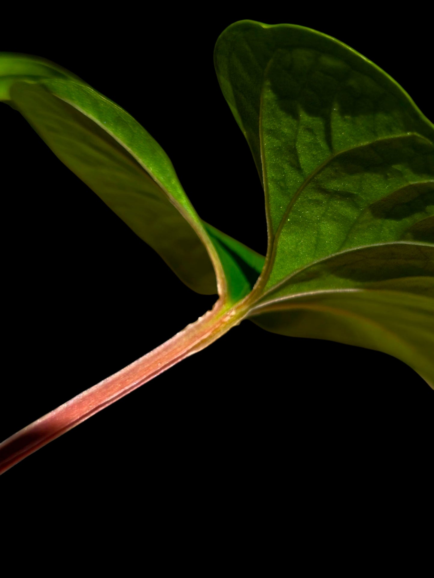 Anthurium sp. 'Kunayala Glow' Native to Panama (EXACT PLANT)