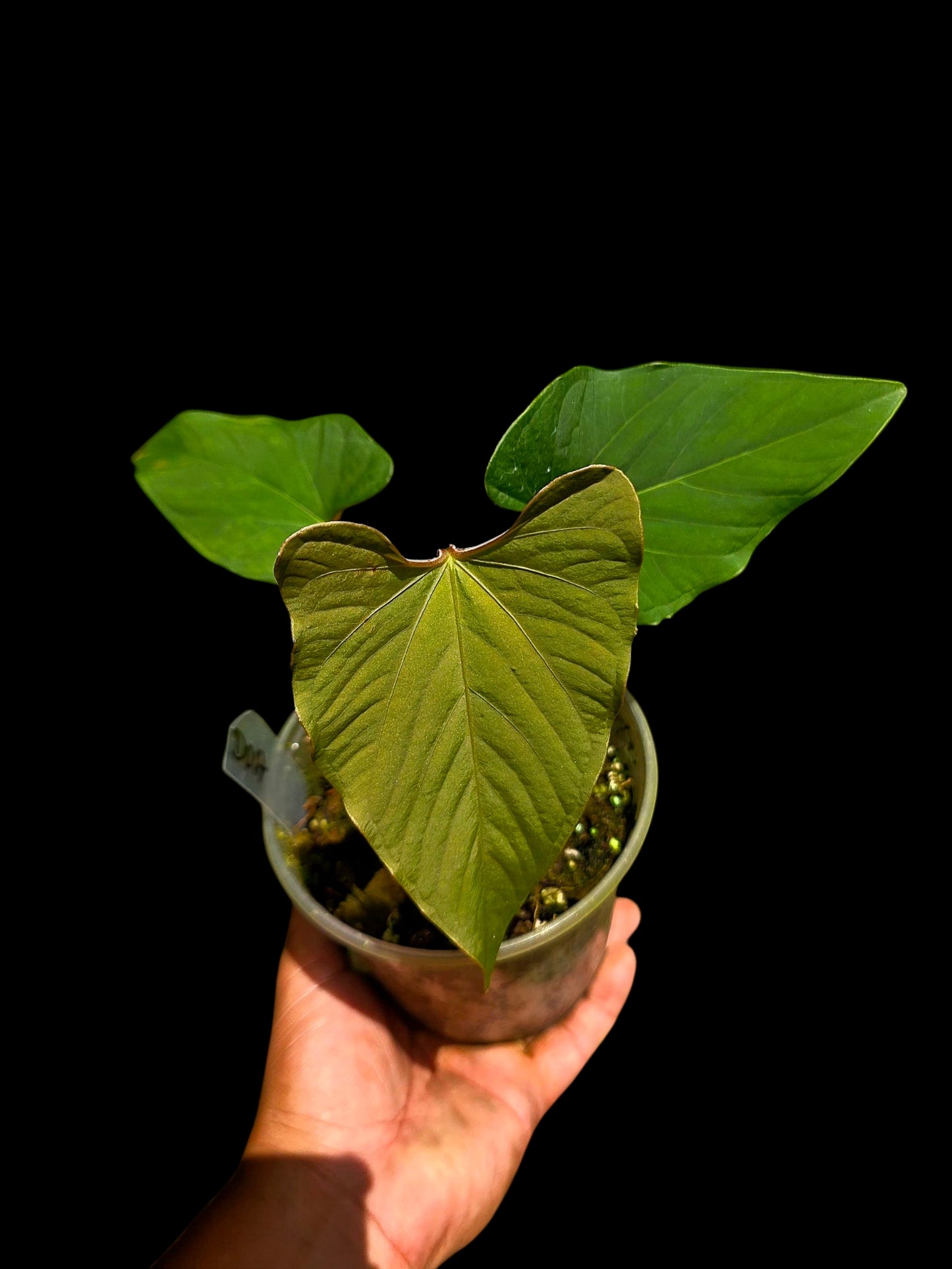 Anthurium sp. 'Kunayala Glow' Native to Panama (EXACT PLANT)