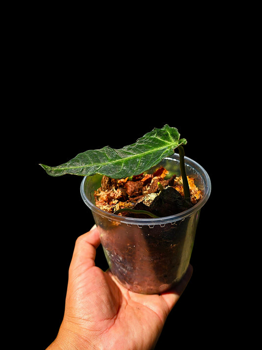 Anthurium sp. 'Andinum Lattice Crispus' Metamorphosis Phenotype (EXACT PLANT)