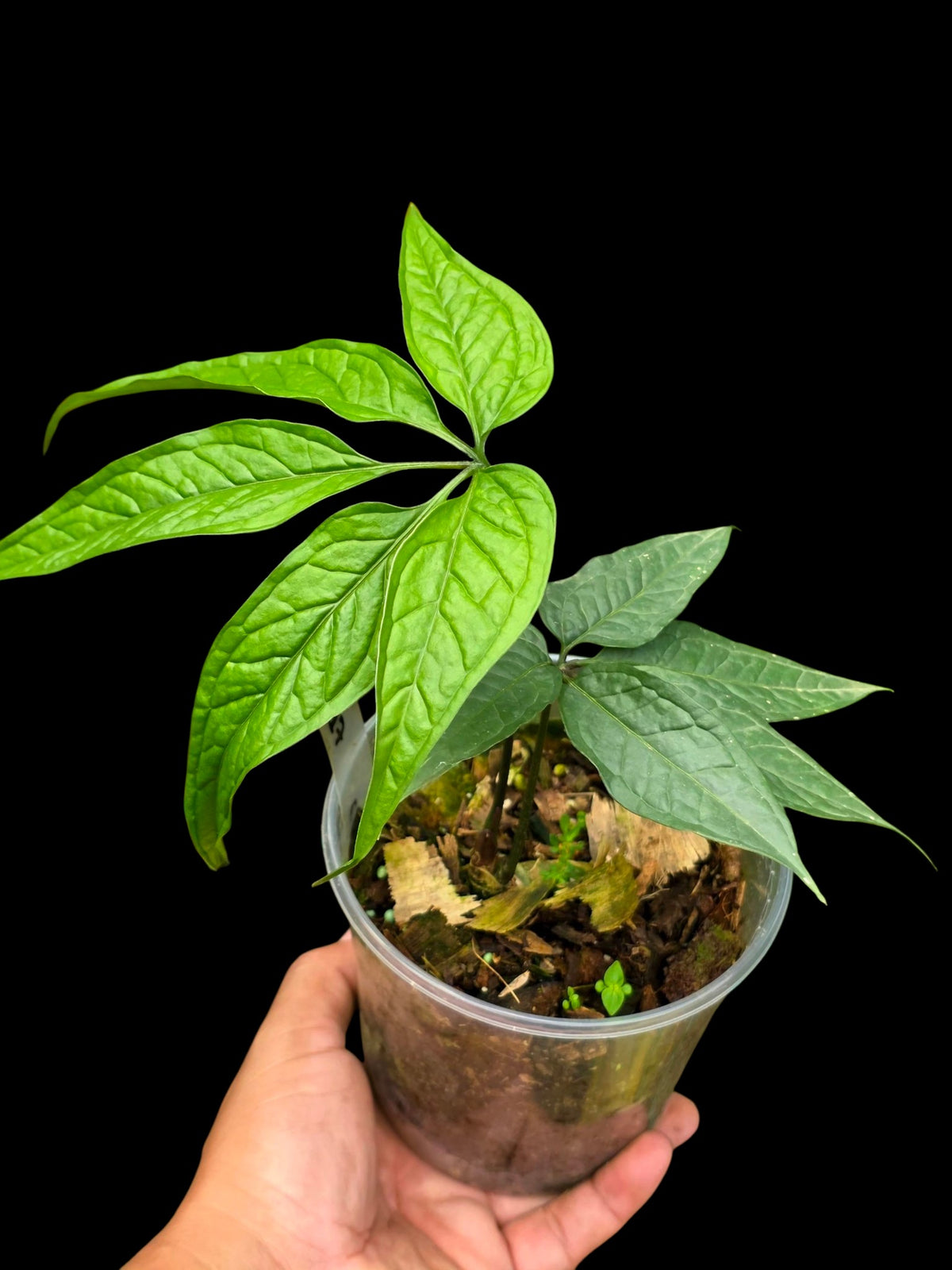 Anthurium sp. 'Abiseo Silver Fingers' (EXACT PLANT)