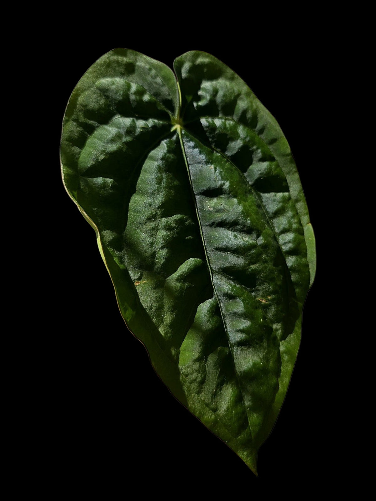 Anthurium Dressleri 'Rio Guanche' Wild Ecotype (EXACT PLANT)