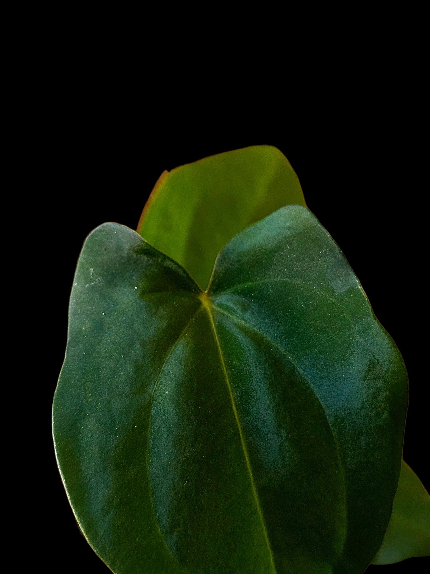 Anthurium Dressleri X Papillilaminum (EXACT PLANT)