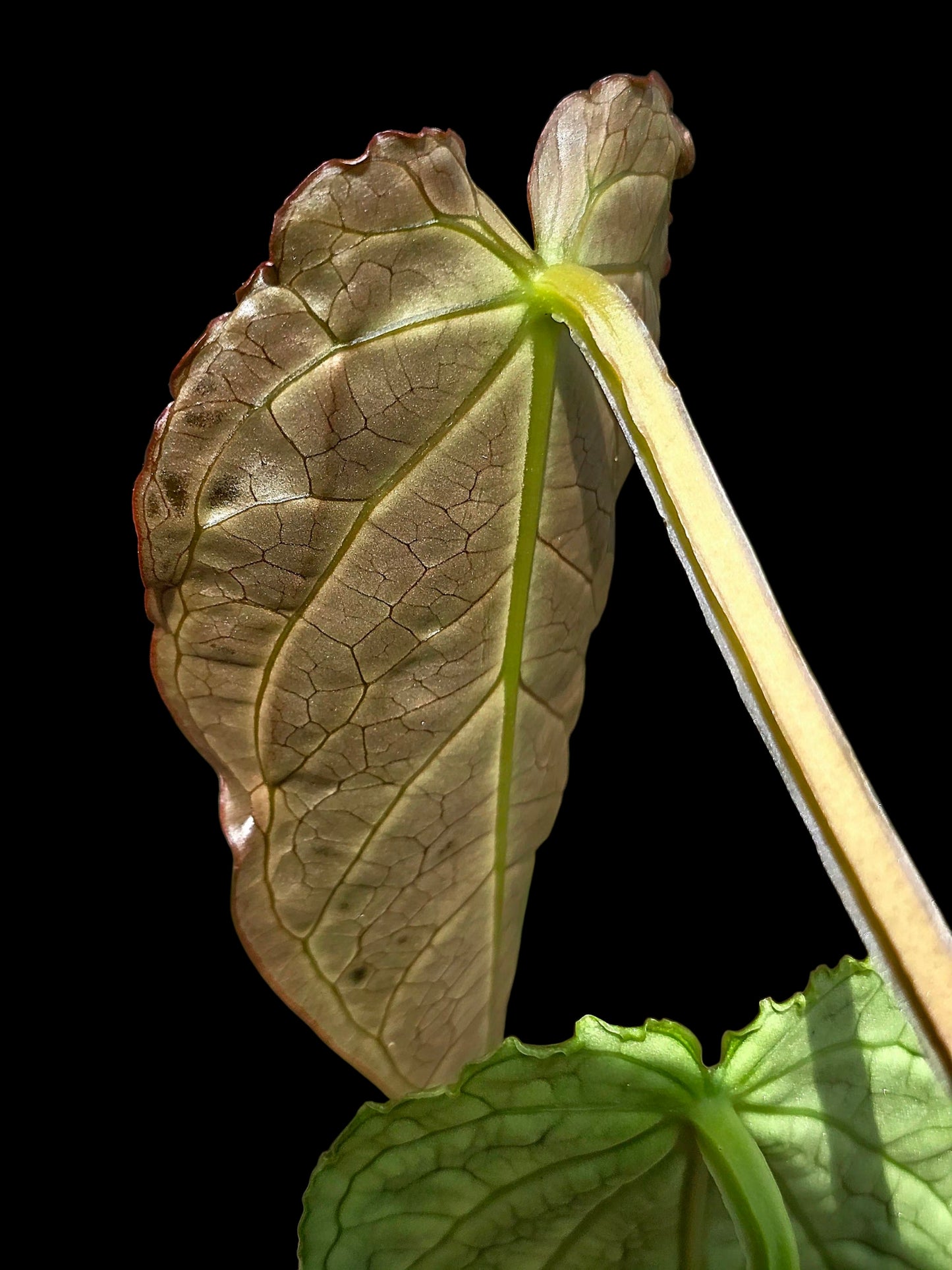 Anthurium sp. 'Andinum Lattice Crispus' Metamorphosis Phenotype (EXACT PLANT)