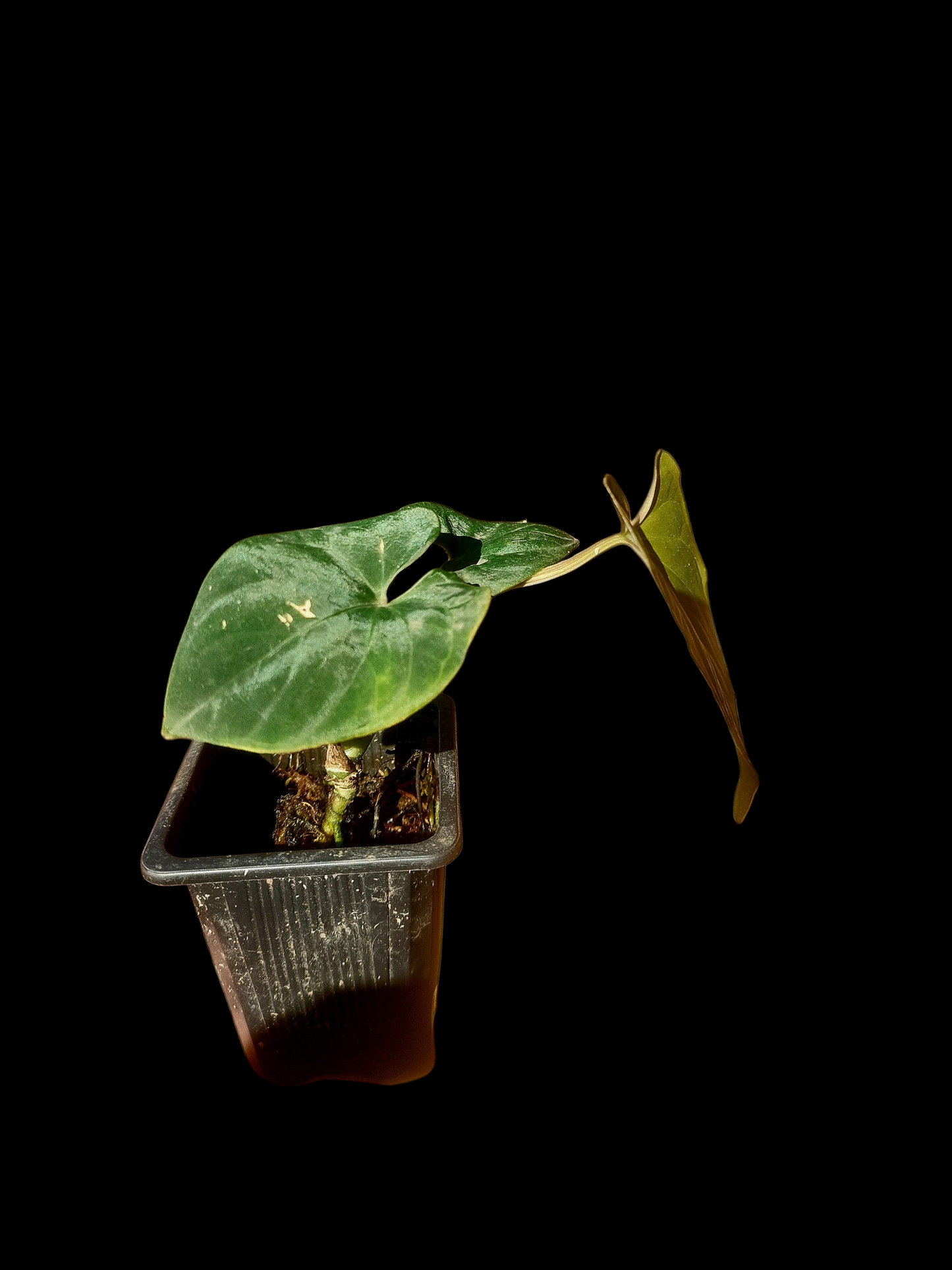 Anthurium sp. 'Huanuco Velvet' Wild Ecotype (EXACT PLANT)