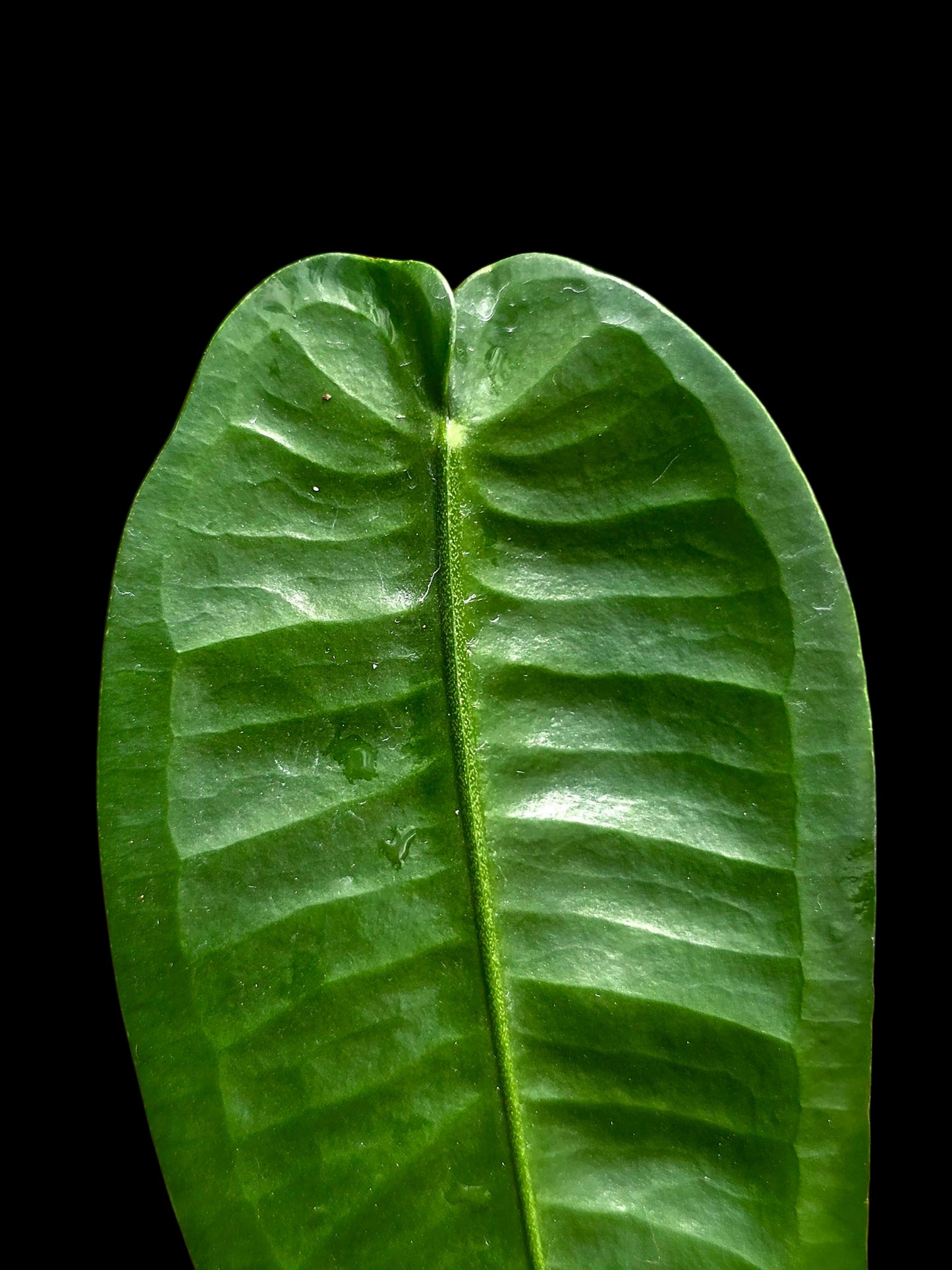 Anthurium Timplowmani Wild Ecotype (EXACT PLANT)