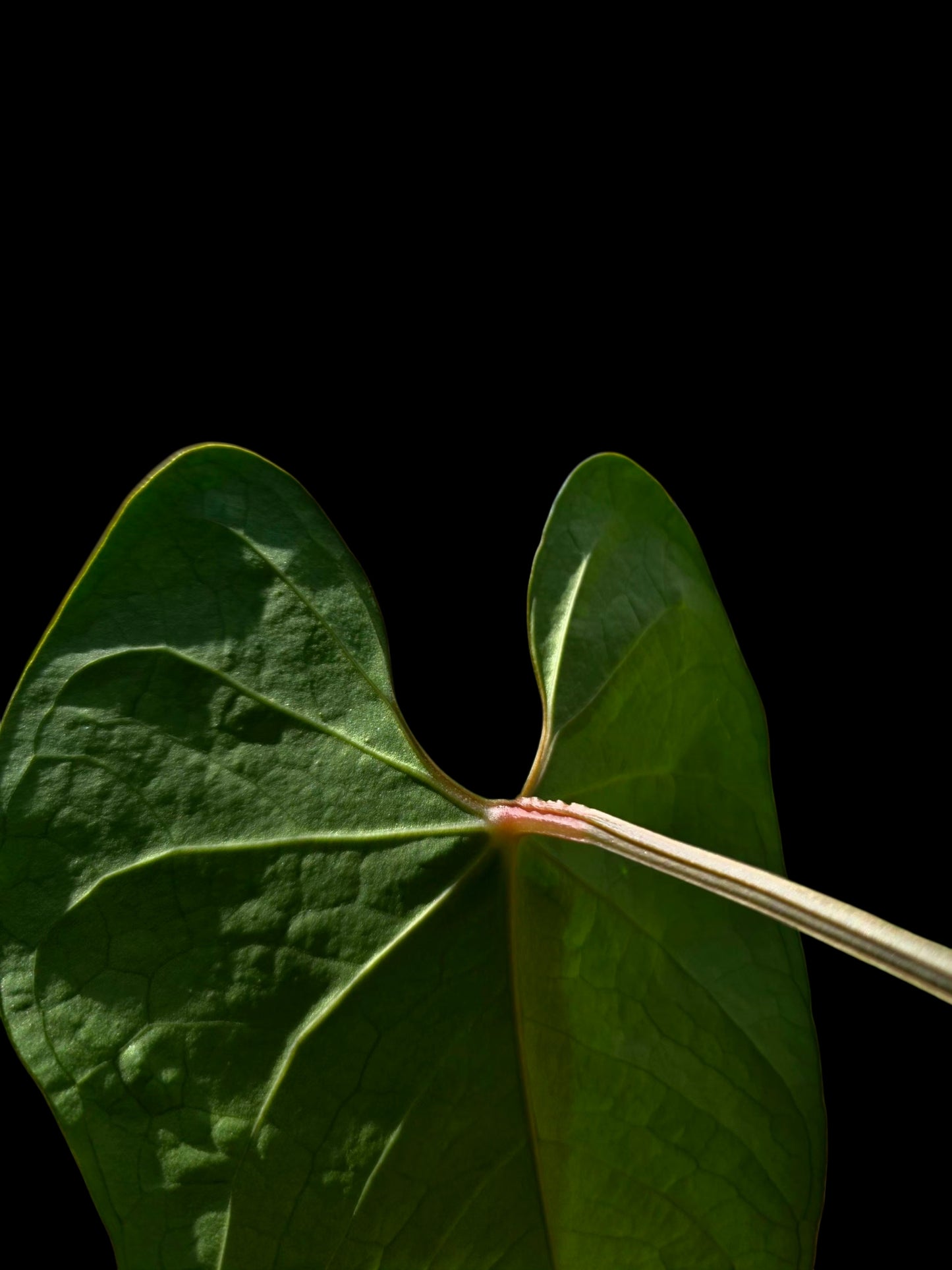 Anthurium sp. 'Huanuco Dark Velvet' Wild Ecotype (EXACT PLANT)