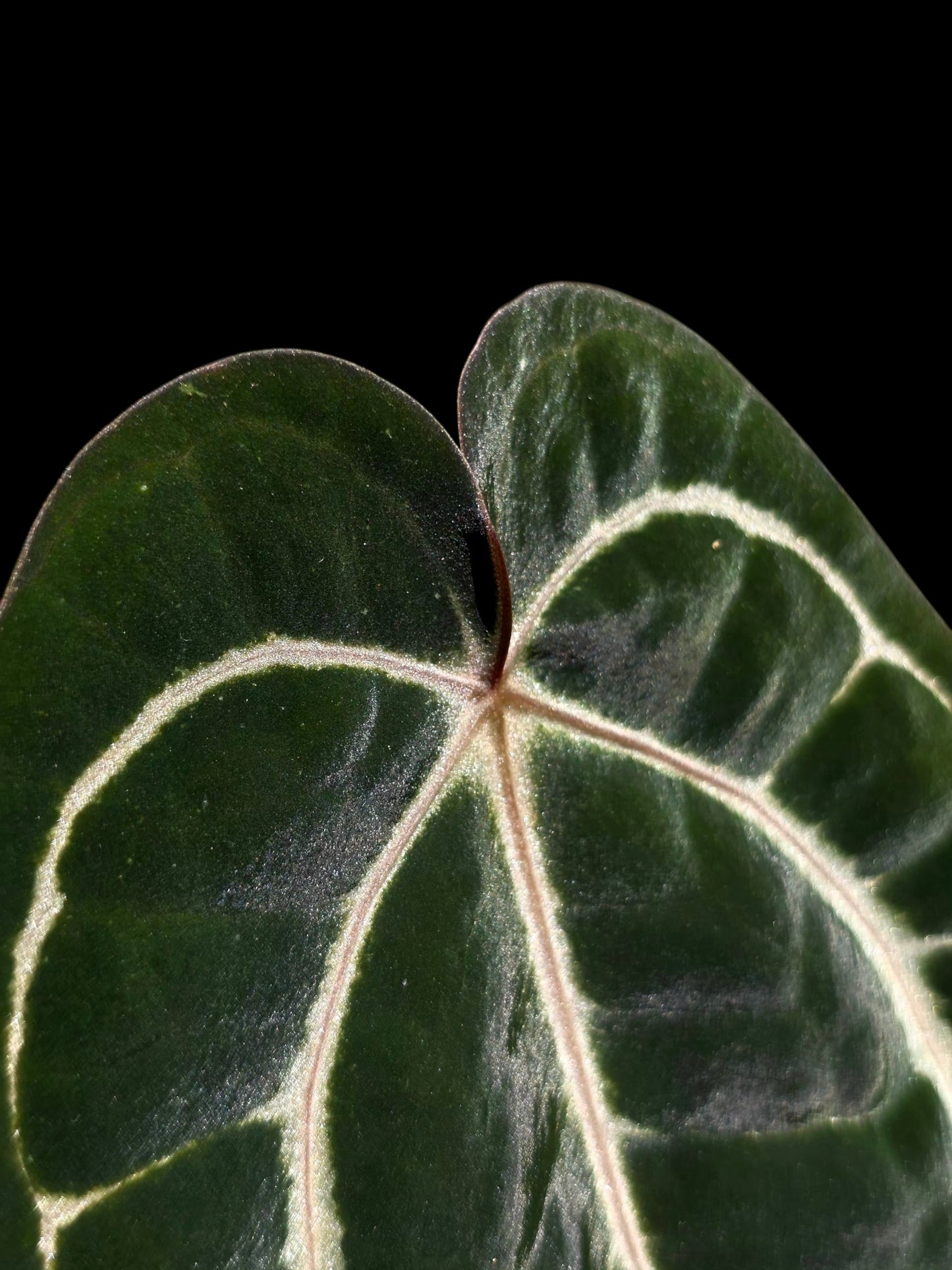 Anthurium Carlablackiae Wild Ecotype  (EXACT PLANT)
