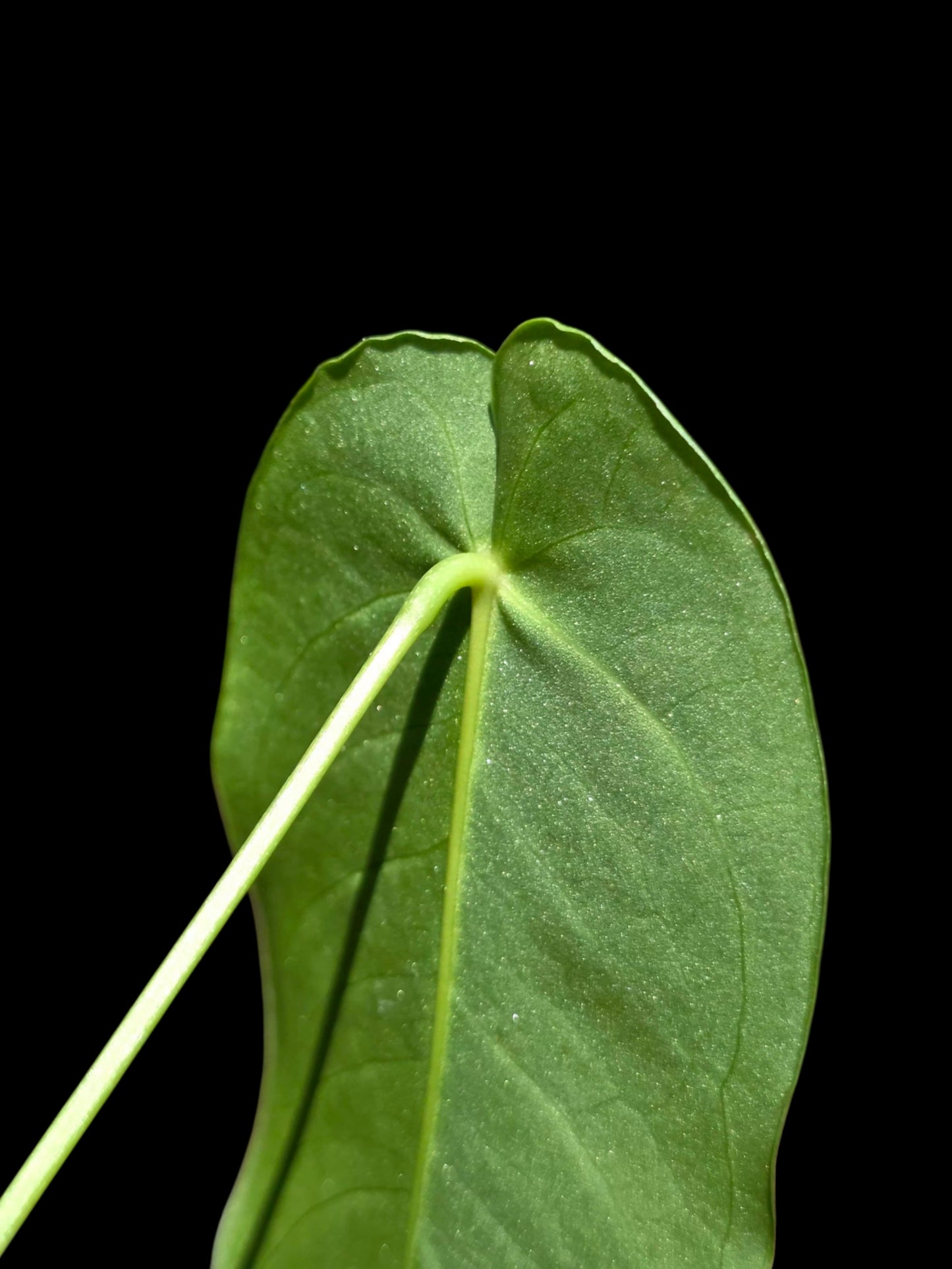 Anthurium Queremalense (EXACT PLANT)