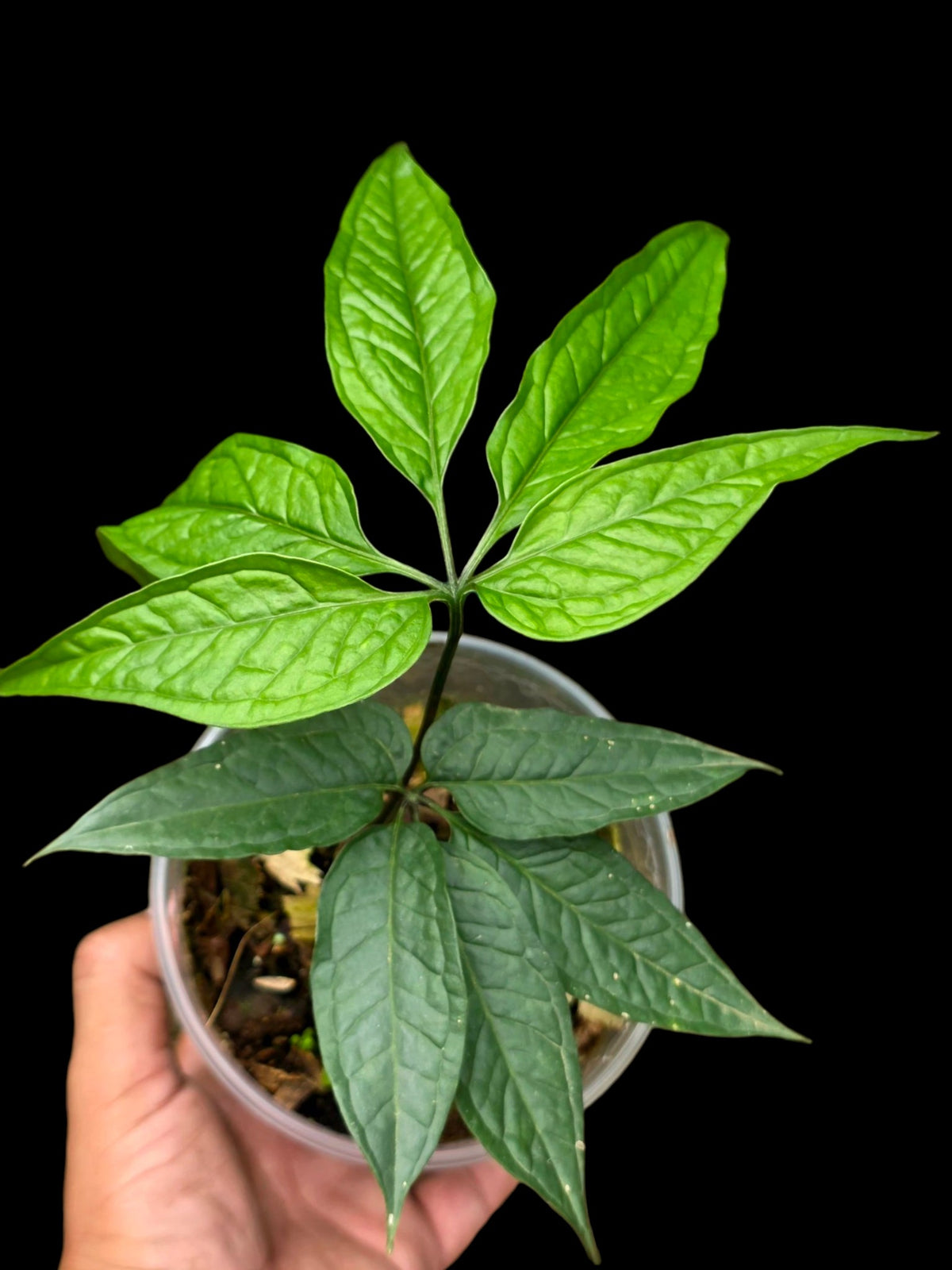Anthurium sp. 'Abiseo Silver Fingers' (EXACT PLANT)