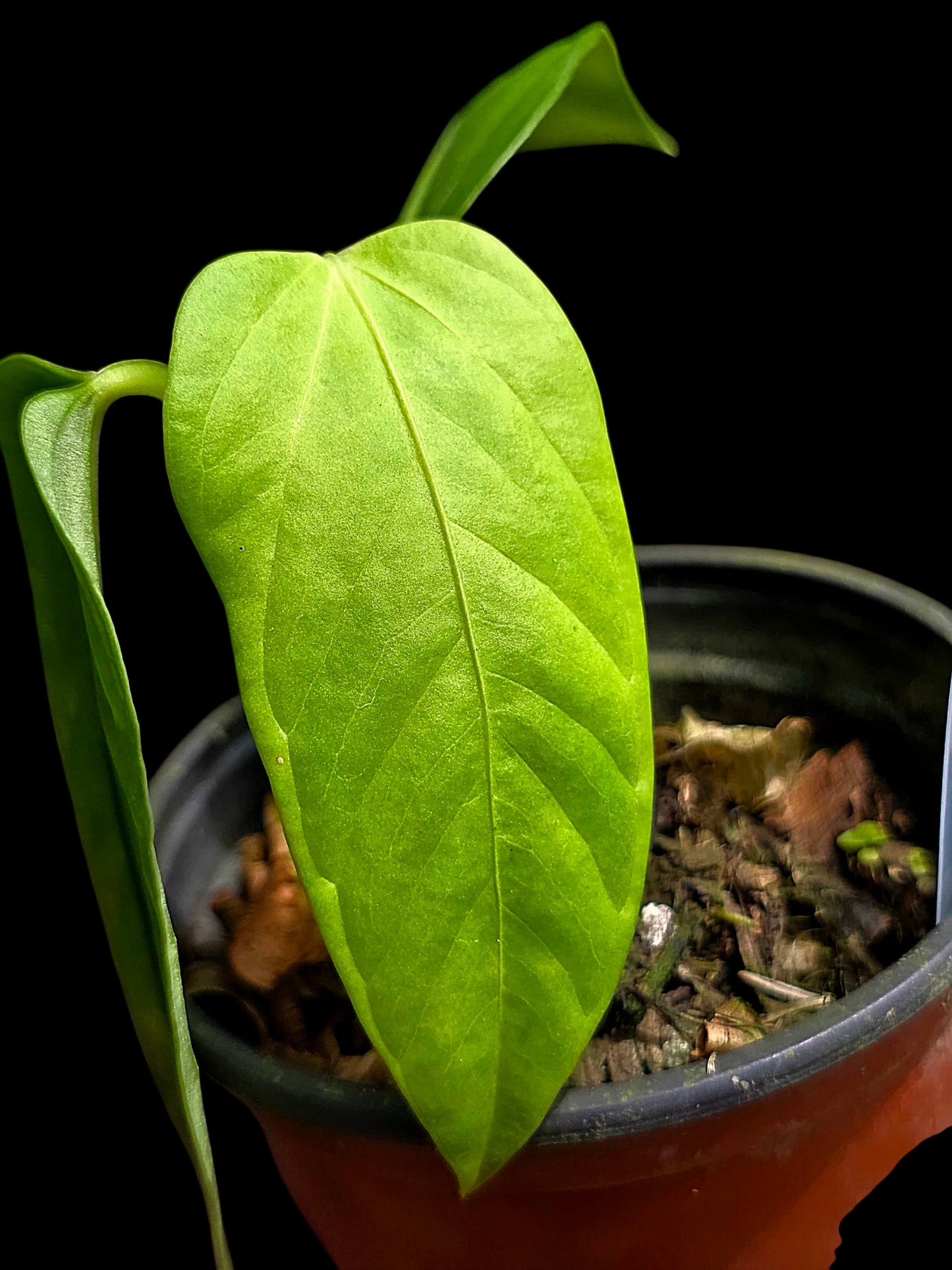Anthurium sp. 'Cachiyacu Velvet' Wild Ecotype (EXACT PLANT)