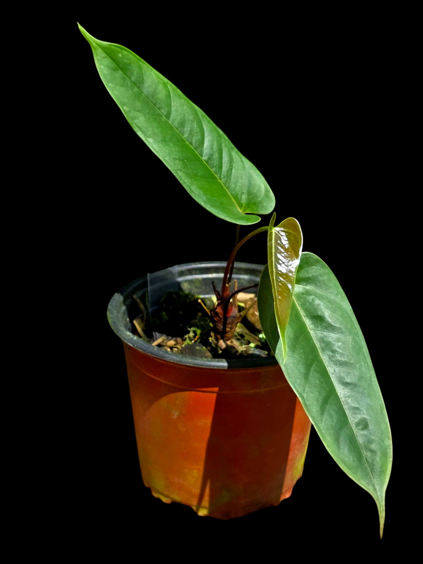 Anthurium Flavolineatum Wild Ecotype (EXACT PLANT)