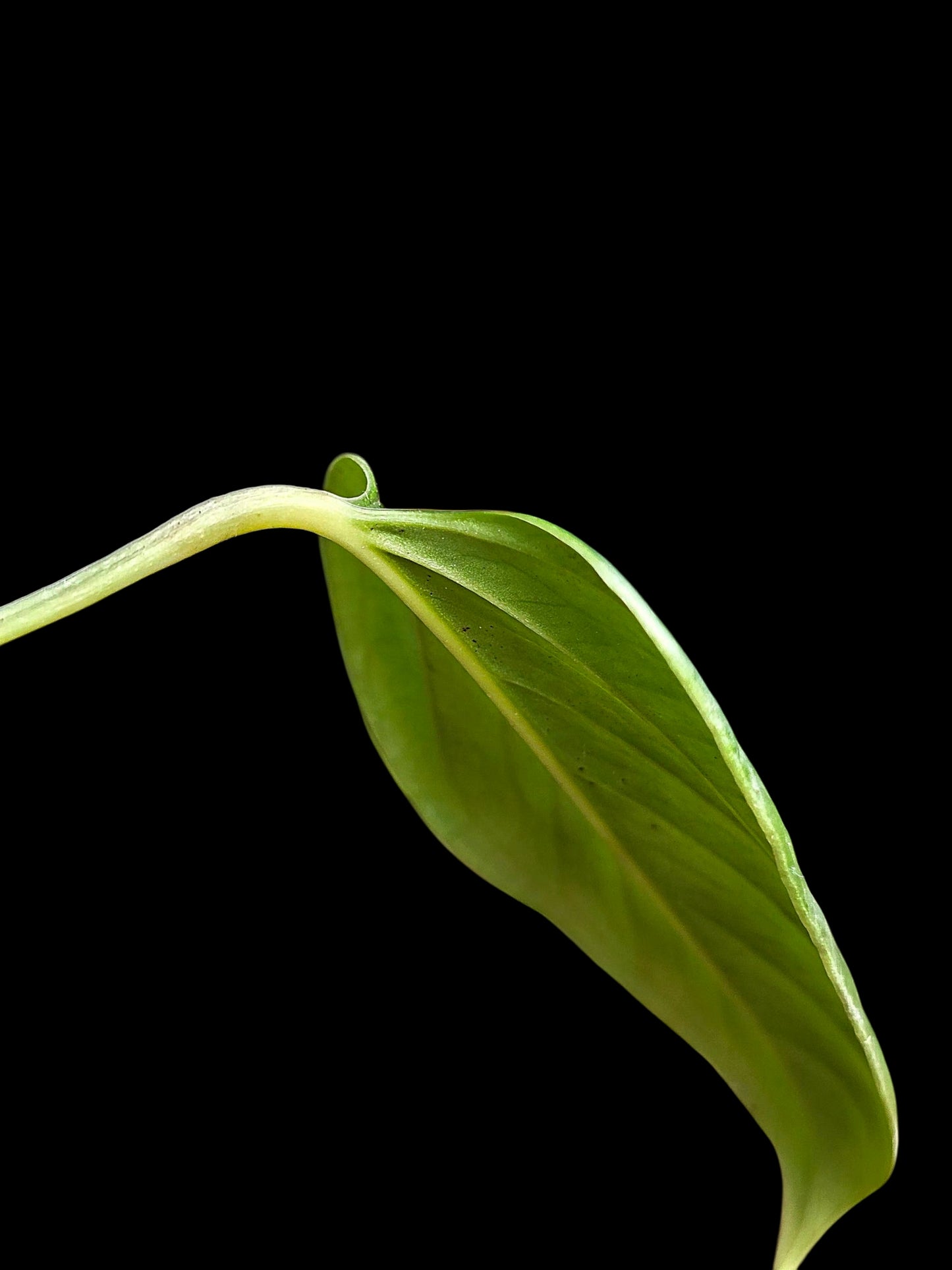 Anthurium sp. 'Indian Arrow' Wild Ecotype (EXACT PLANT)