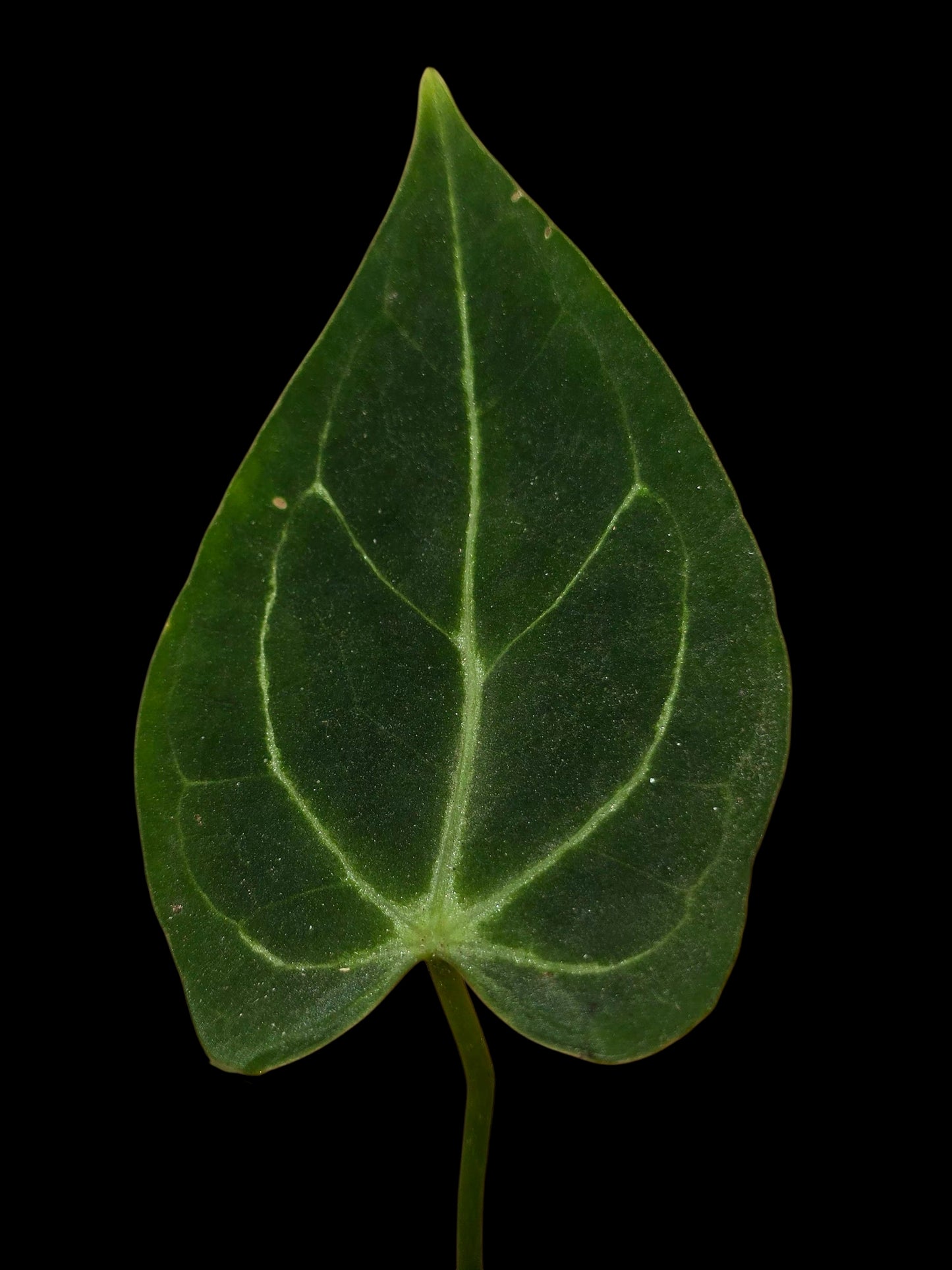 Anthurium Regale X Magnificum (EXACT PLANT)