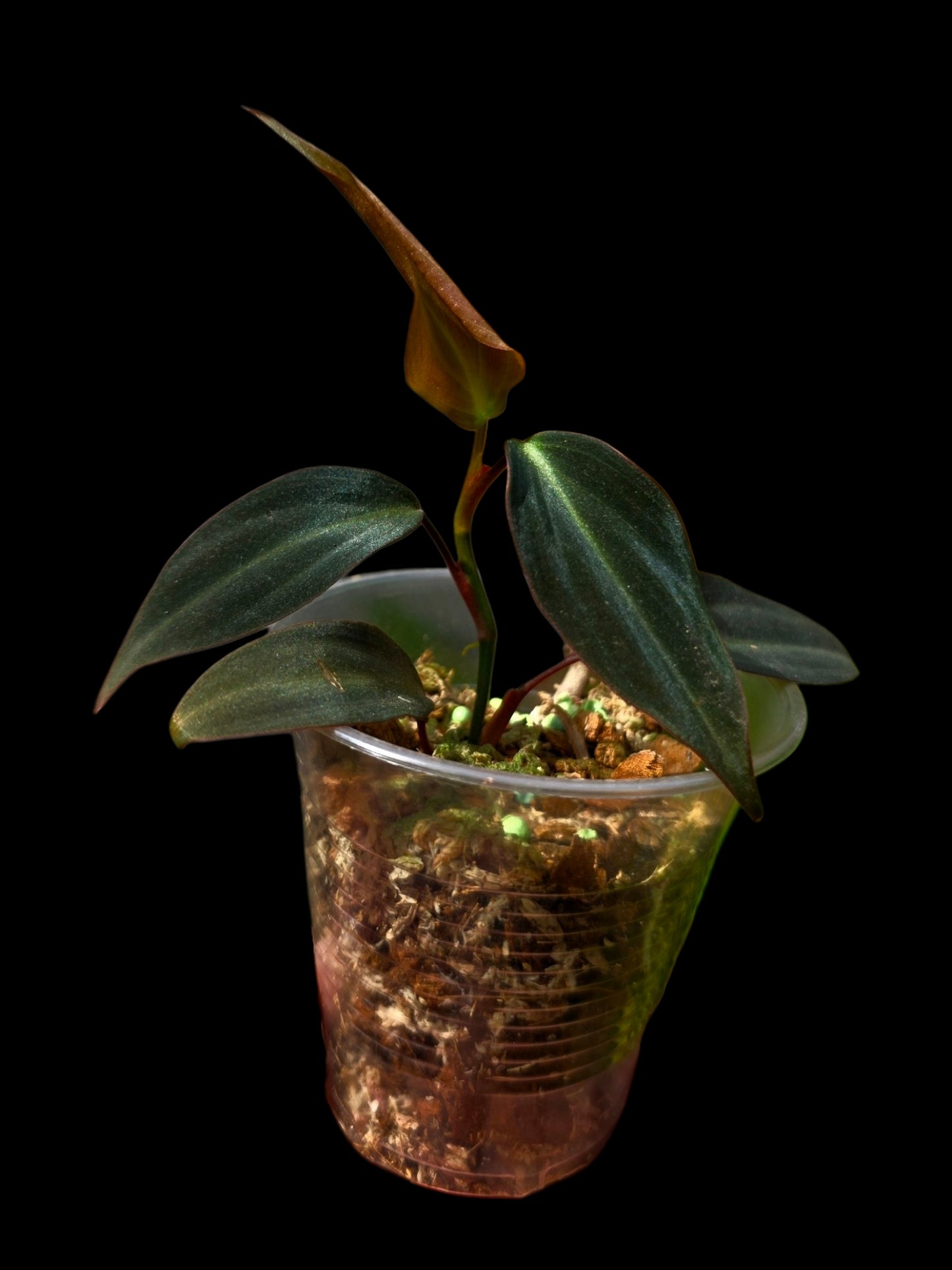 Philodendron sp. 'Peruvian Red Velvet Trilobe' (EXACT PLANT)