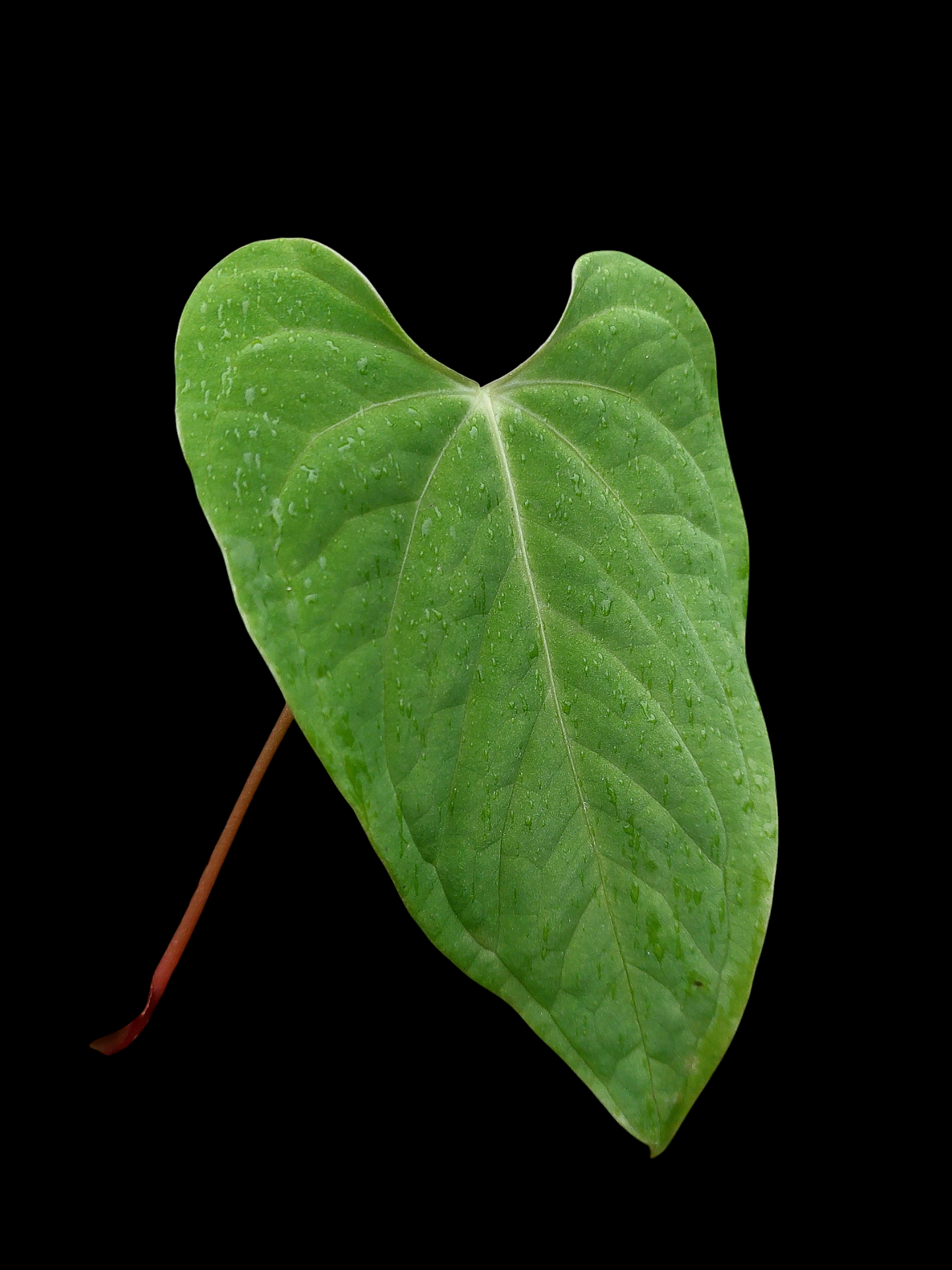 Anthurium sp. "Tarapoto Velvet" Wild Ecotype (EXACT PLANT)