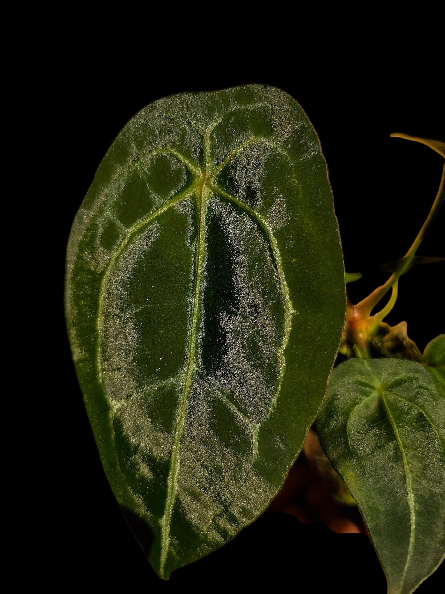 Anthurium Forgetii Narrow Form (EXACT PLANT)