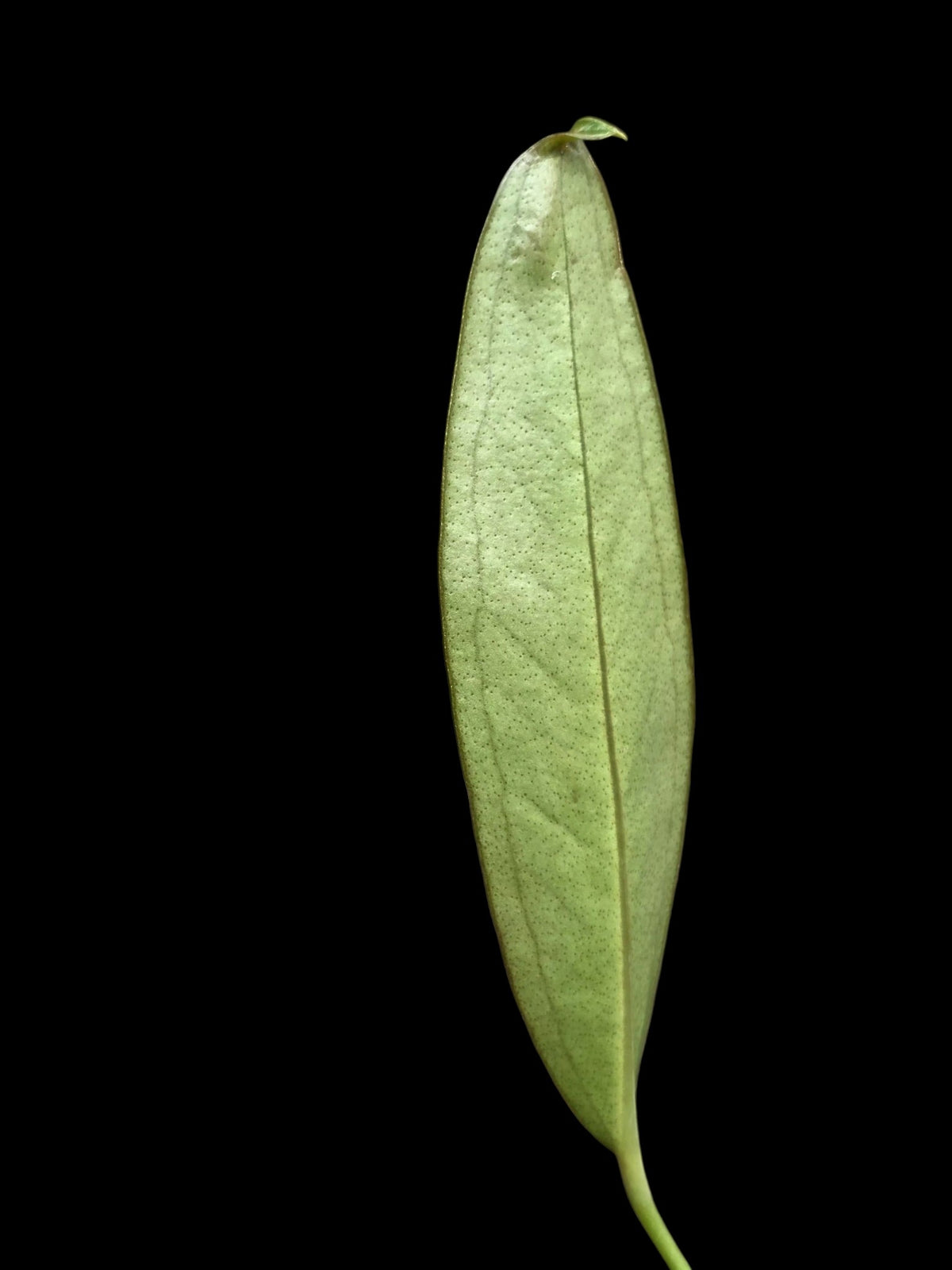 Anthurium sp. 'El Pongo' (EXACT PLANT)
