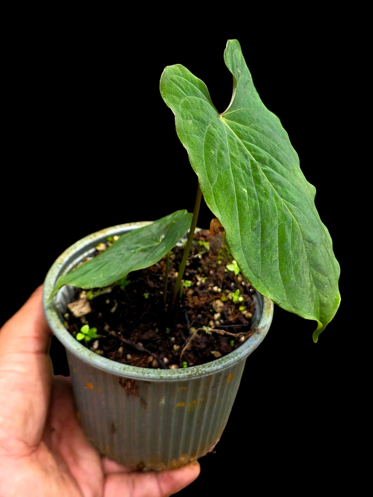 Anthurium sp. 'Purple Velvet' Bullate Leaves (EXACT PLANT