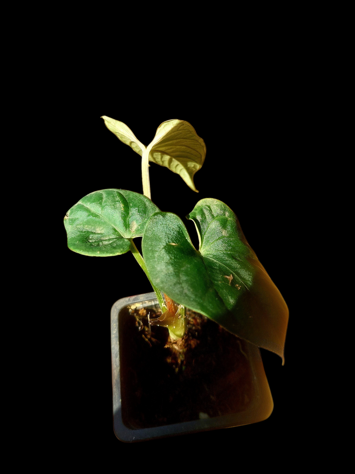 Anthurium sp. 'Huanuco Velvet' Wild Ecotype (EXACT PLANT)