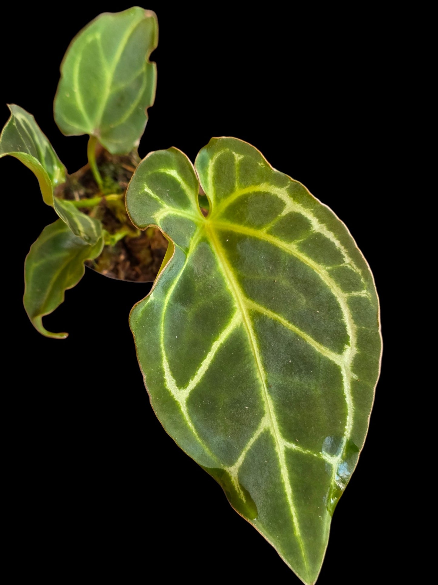 Anthurium Crystallinum 'Mutation' (EXACT PLANT)