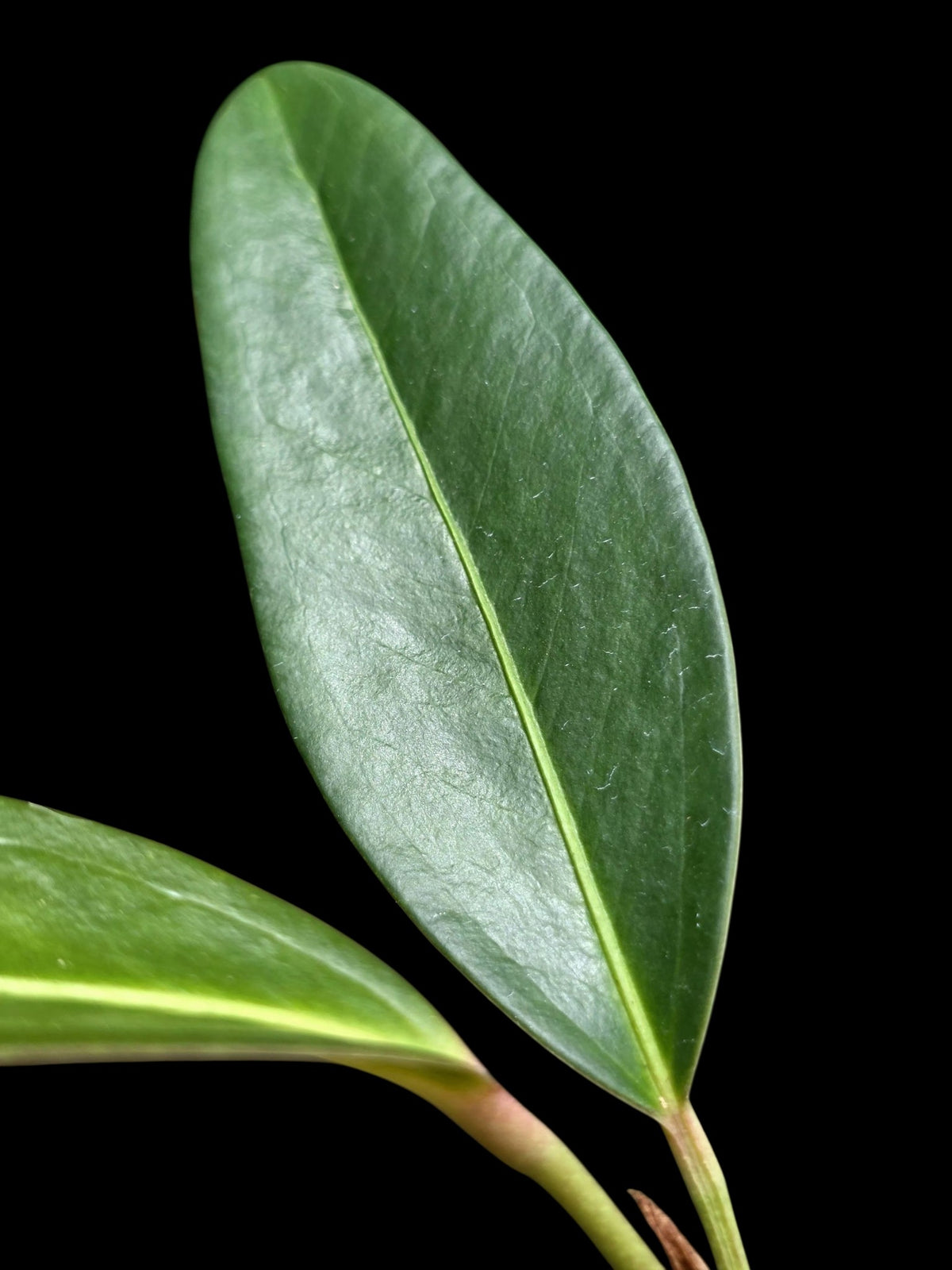 Anthurium sp. 'El Pongo' (EXACT PLANT)