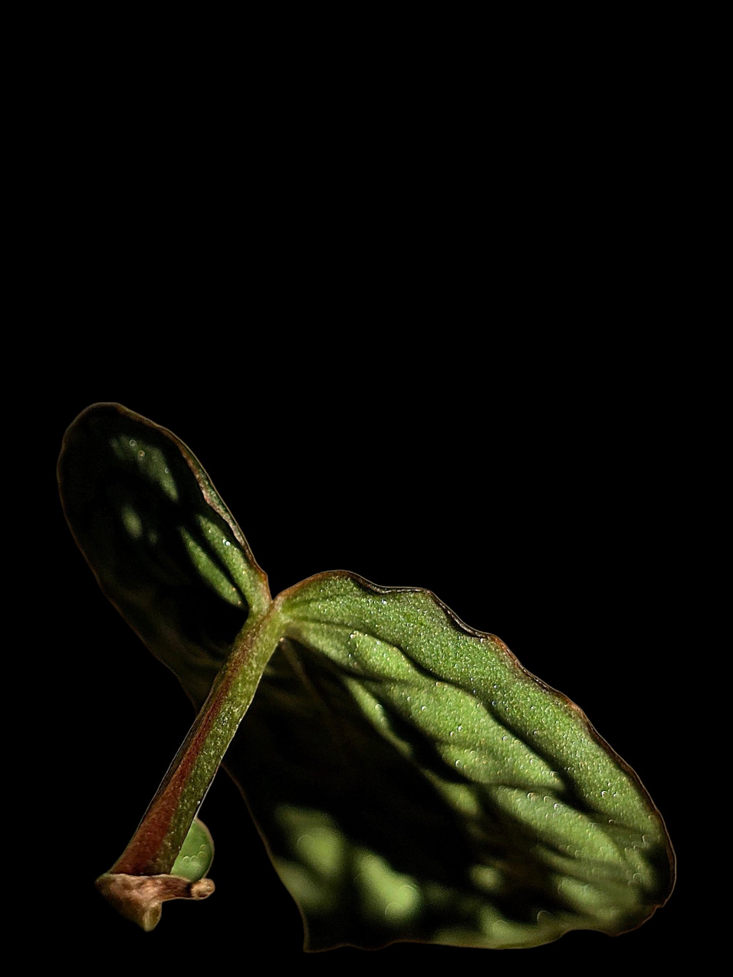 Anthurium sp. 'Amazon Monster Veins' Wild Ecotype (EXACT PLANT)