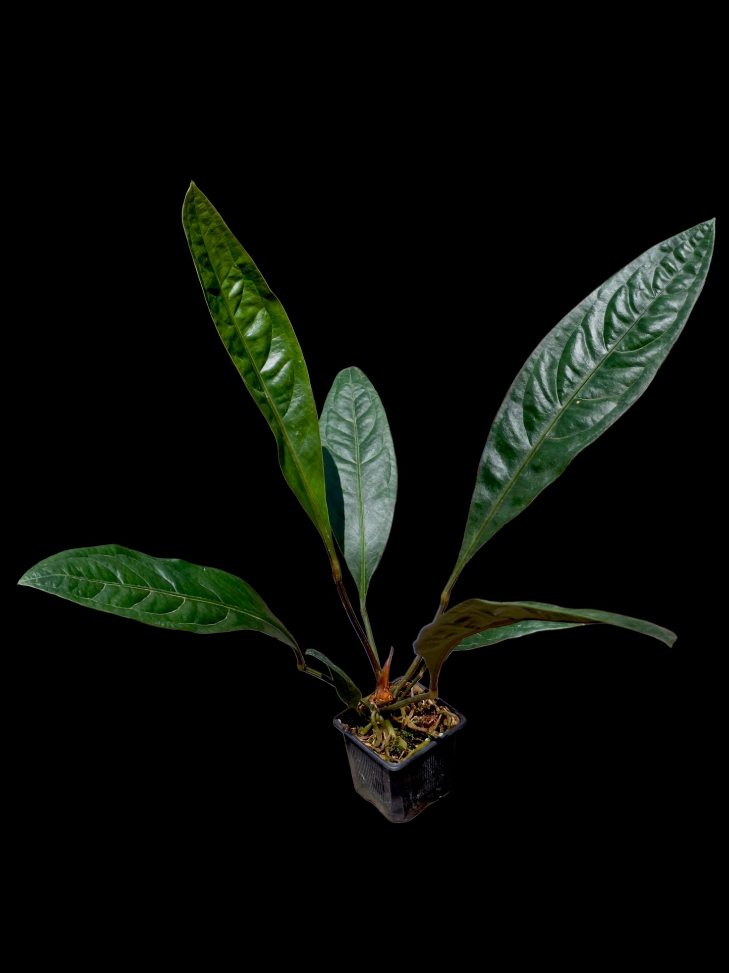 Anthurium Superbum subsp. Brentberlinii Croat (EXACT PLANT)