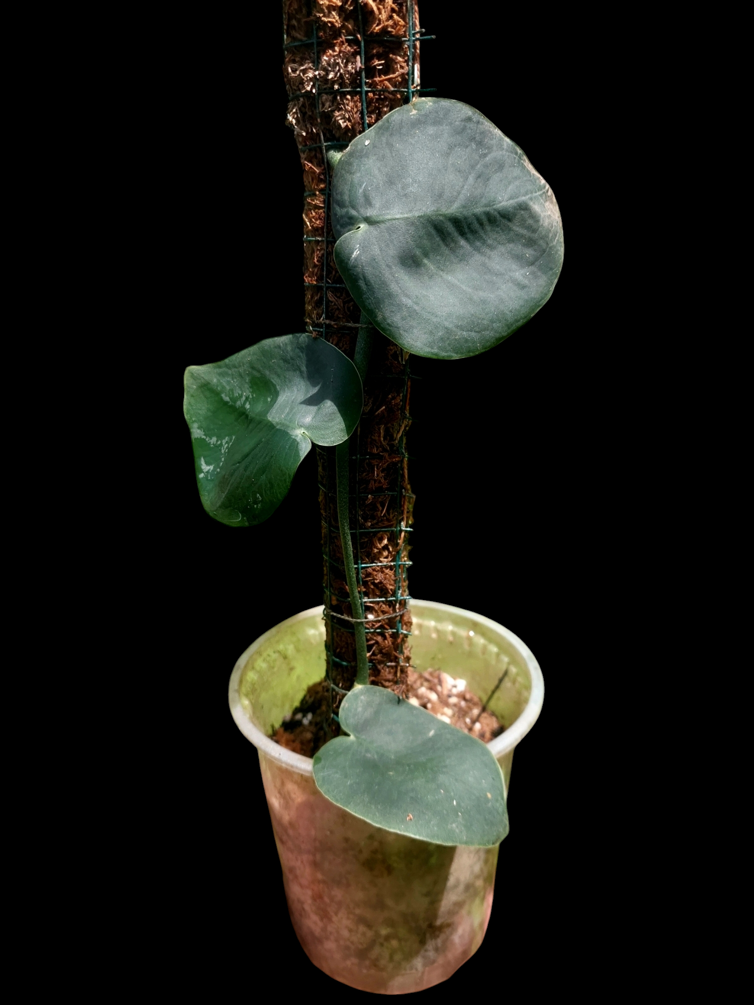 dark monstera Monstera Dubia 'Dark Form'