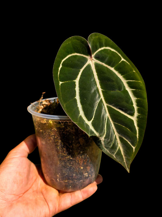 Anthurium Carlablackiae Wild Ecotype  (EXACT PLANT)