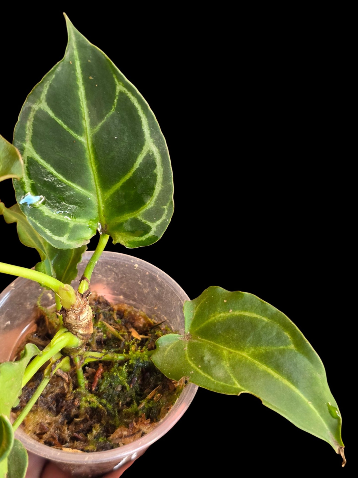 Anthurium Crystallinum 'Mutation' (EXACT PLANT)