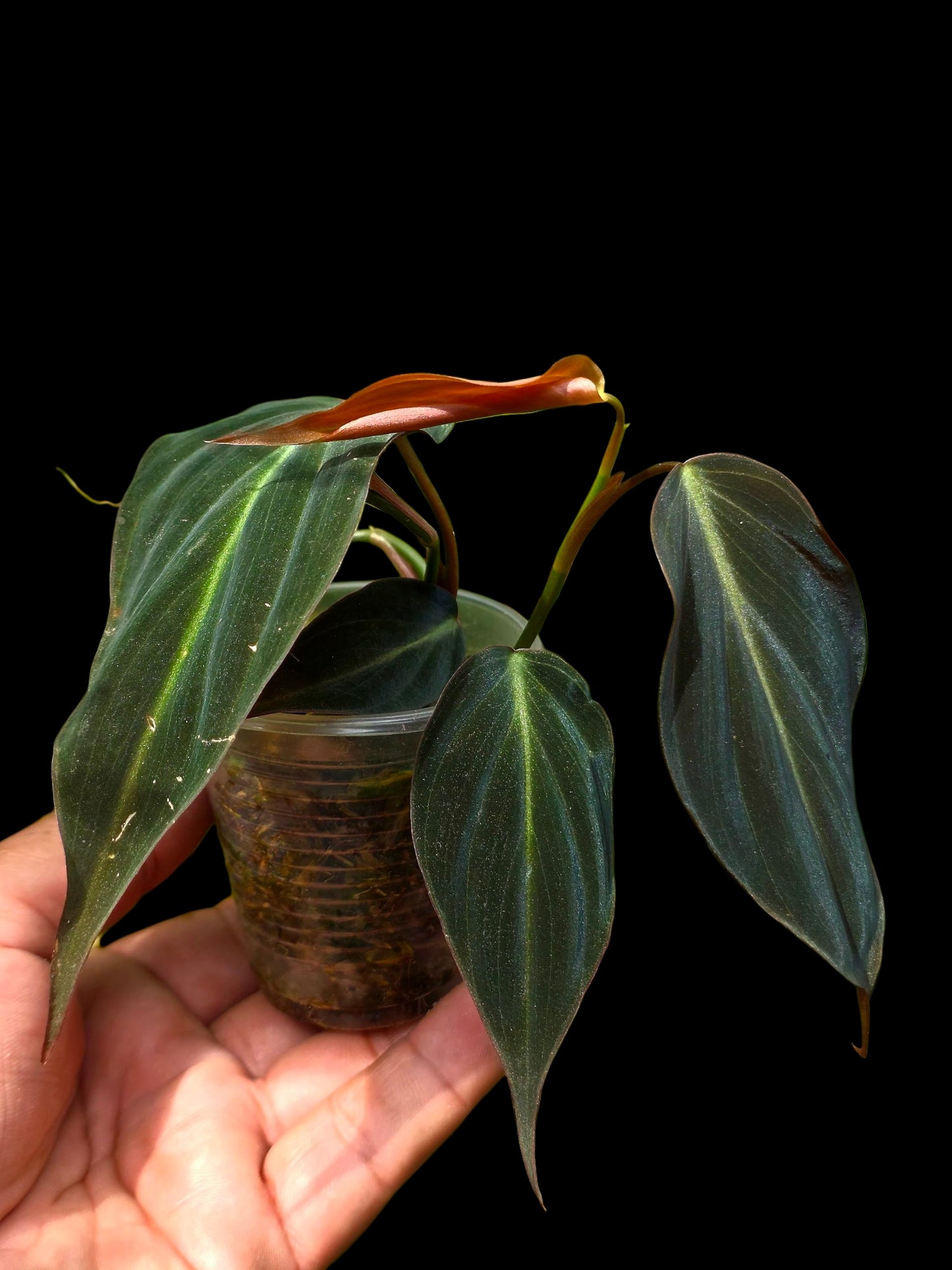 Philodendron sp. 'Peruvian Red Velvet Trilobe' (EXACT PLANT)